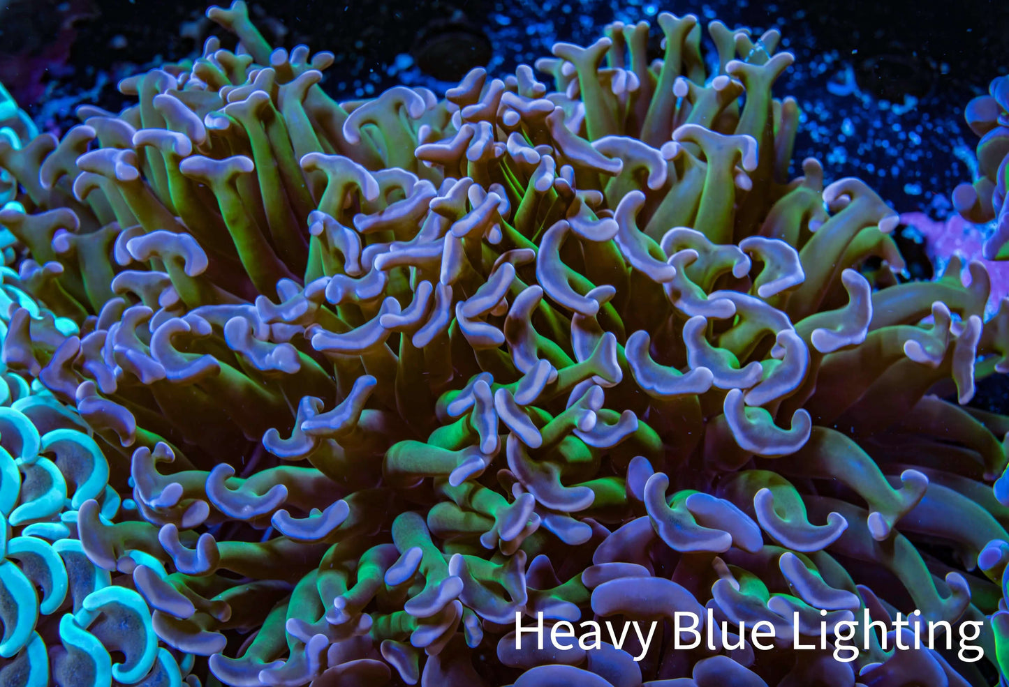 Ultra Hammer Coral - WYSIWYG 8cm B2R6B1 Ultra Hammer Coral - WYSIWYG 8cm B2R6B1 Aquarium Decor Ultra Hammer Coral - WYSIWYG 8cm B2R6B1 Zeo Box Reef