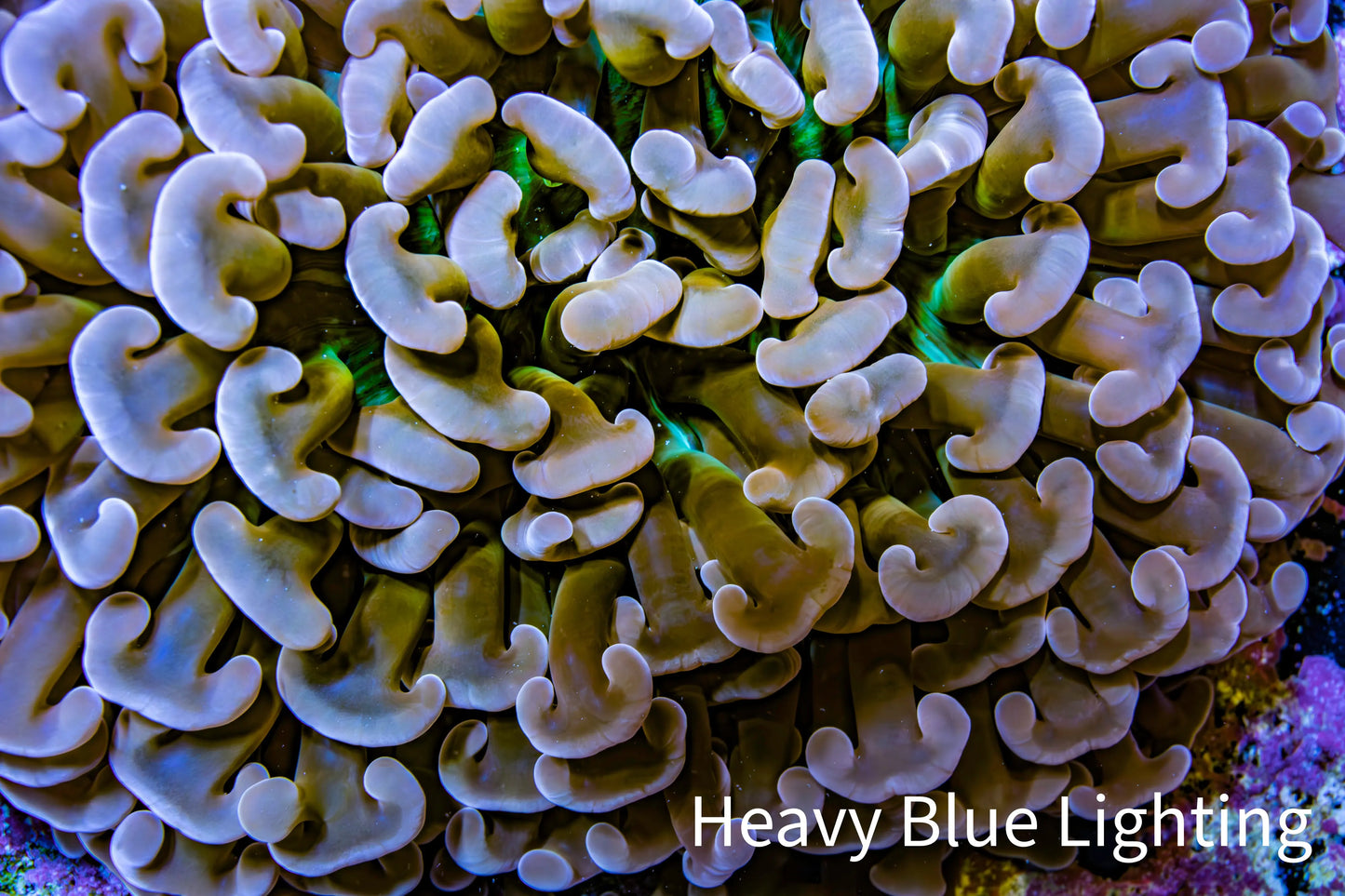 Ultra Hammer Coral - WYSIWYG 8cm B4R6B1 Ultra Hammer Coral - WYSIWYG 8cm B4R6B1 Aquarium Decor Ultra Hammer Coral - WYSIWYG 8cm B4R6B1 Zeo Box Reef