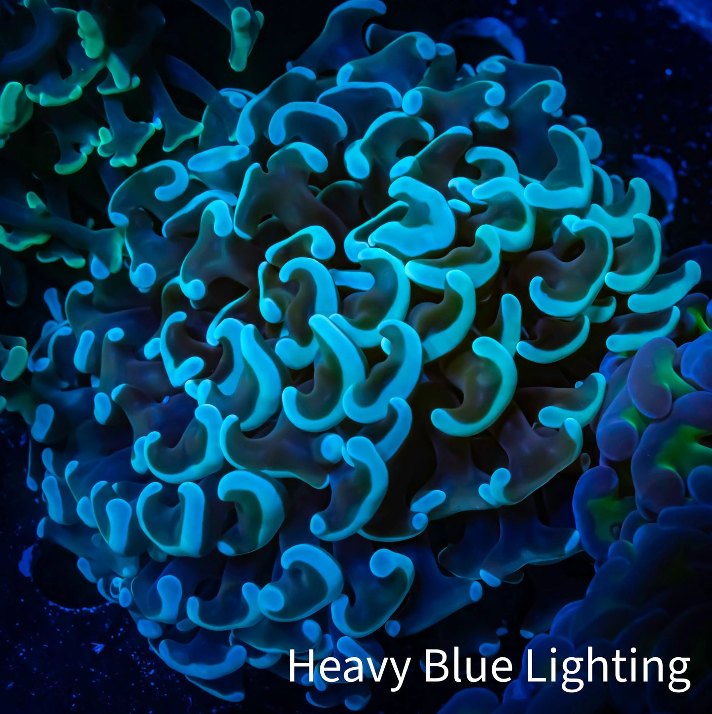 Ultra Hammer Coral - WYSIWYG 8cm B5R6B1 Ultra Hammer Coral - WYSIWYG 8cm B5R6B1 Aquarium Decor Ultra Hammer Coral - WYSIWYG 8cm B5R6B1 Zeo Box Reef