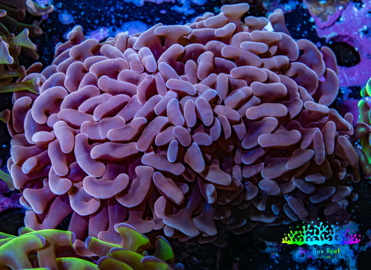 Ultra Hammer Coral -  WYSIWYG 8cm B5R6B1 Ultra Hammer Coral -  WYSIWYG 8cm B5R6B1 Aquarium Decor Ultra Hammer Coral -  WYSIWYG 8cm B5R6B1 Zeo Box Reef
