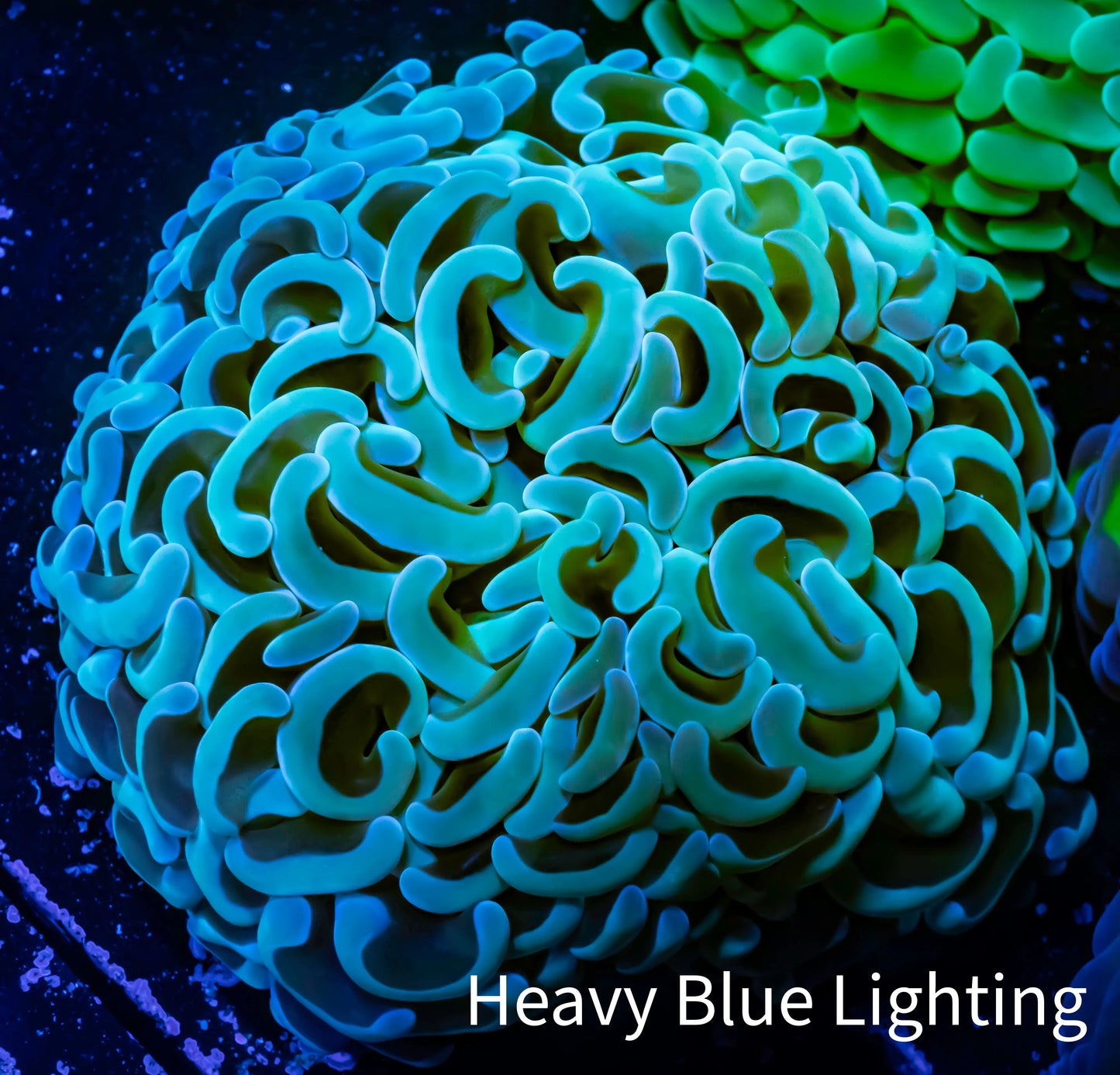 Ultra Hammer Coral - WYSIWYG 8cm C1R6B1 Ultra Hammer Coral - WYSIWYG 8cm C1R6B1 Aquarium Decor Ultra Hammer Coral - WYSIWYG 8cm C1R6B1 Zeo Box Reef