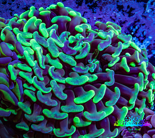 Ultra Hammer Coral -  WYSIWYG 8cm F5R6B1 Ultra Hammer Coral -  WYSIWYG 8cm F5R6B1 Aquarium Decor Ultra Hammer Coral -  WYSIWYG 8cm F5R6B1 Zeo Box Reef
