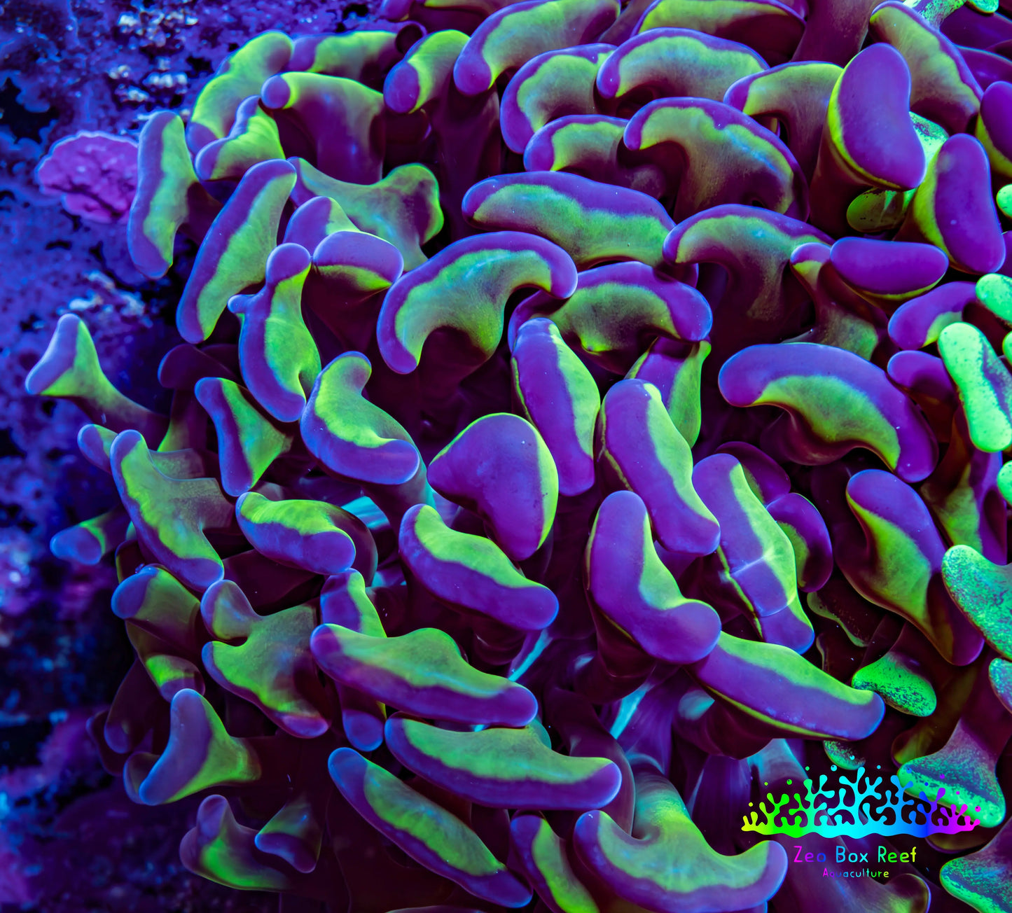 Ultra Hammer Coral - WYSIWYG 8cm F6R6B1 Ultra Hammer Coral - WYSIWYG 8cm F6R6B1 Aquarium Decor Ultra Hammer Coral - WYSIWYG 8cm F6R6B1 Zeo Box Reef
