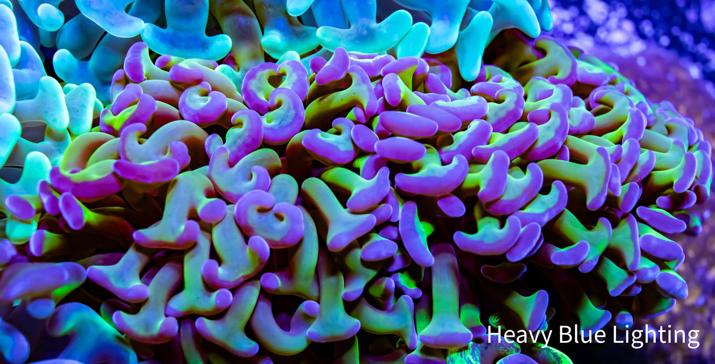 Ultra Hammer Coral WYSIWYG 8cm Ultra Hammer Coral WYSIWYG 8cm Aquarium Decor Ultra Hammer Coral WYSIWYG 8cm Zeo Box Reef