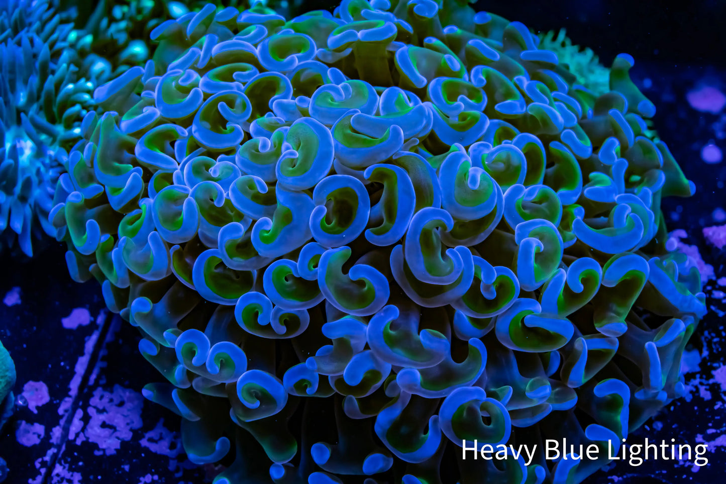 Ultra Hammer Coral WYSIWYG 8cm Ultra Hammer Coral WYSIWYG 8cm Aquarium Decor Ultra Hammer Coral WYSIWYG 8cm Zeo Box Reef