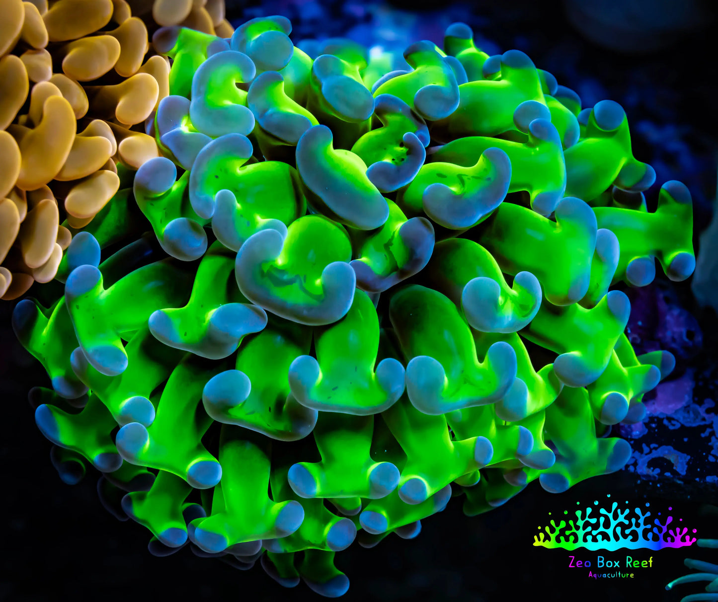 Ultra Hammer Coral WYSIWYG 8cm Ultra Hammer Coral WYSIWYG 8cm Aquarium Decor Ultra Hammer Coral WYSIWYG 8cm Zeo Box Reef