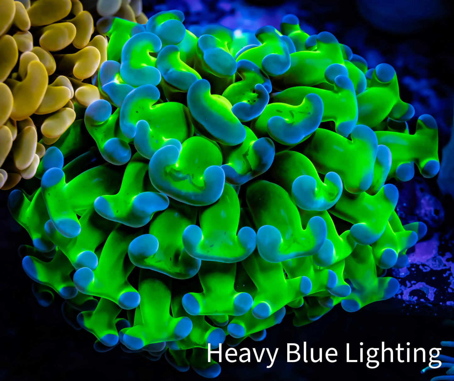 Ultra Hammer Coral WYSIWYG 8cm Ultra Hammer Coral WYSIWYG 8cm Aquarium Decor Ultra Hammer Coral WYSIWYG 8cm Zeo Box Reef