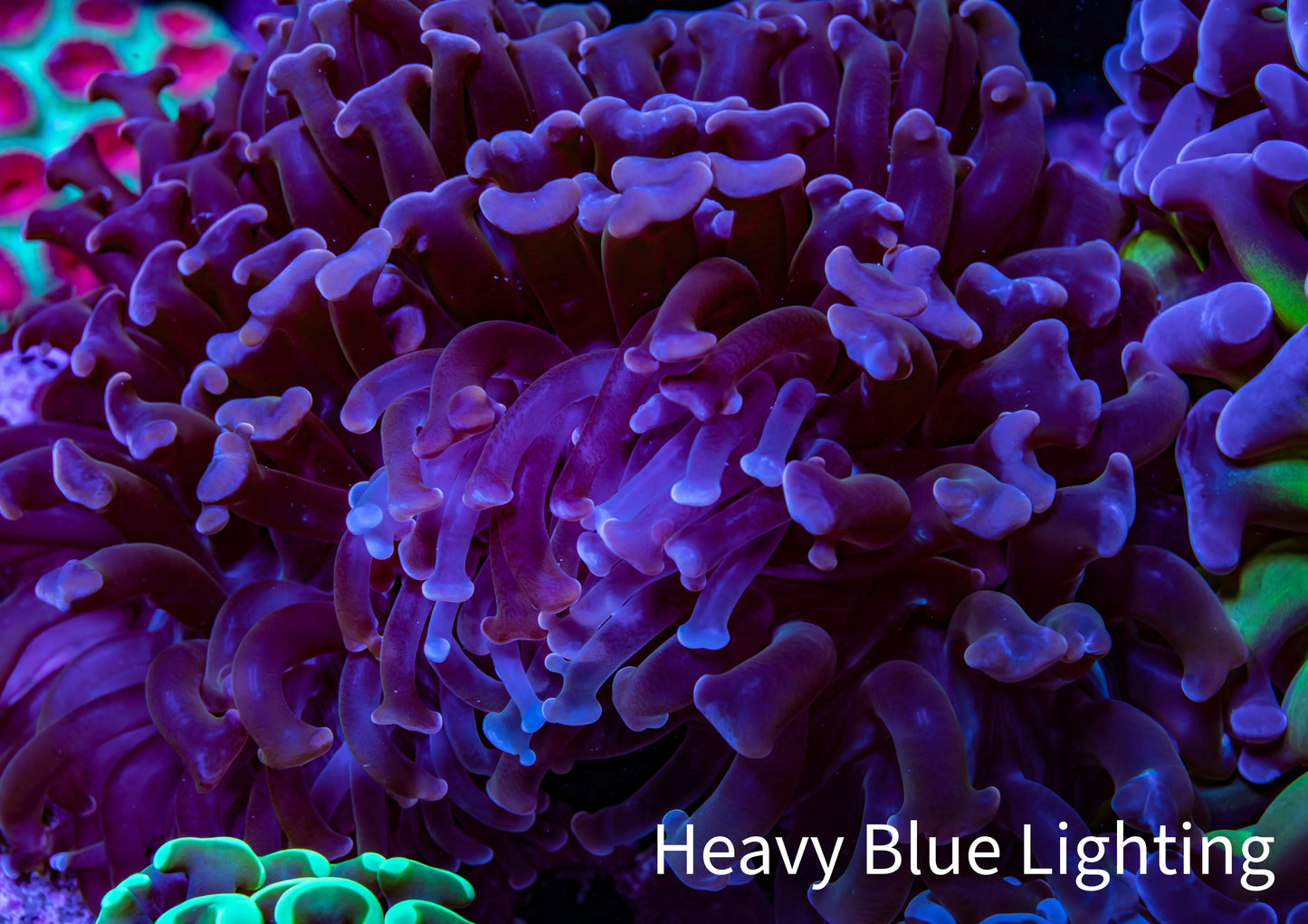 Ultra Hammer Coral - WYSIWYG 9cm A1R6B1 Ultra Hammer Coral - WYSIWYG 9cm A1R6B1 Aquarium Decor Ultra Hammer Coral - WYSIWYG 9cm A1R6B1 Zeo Box Reef