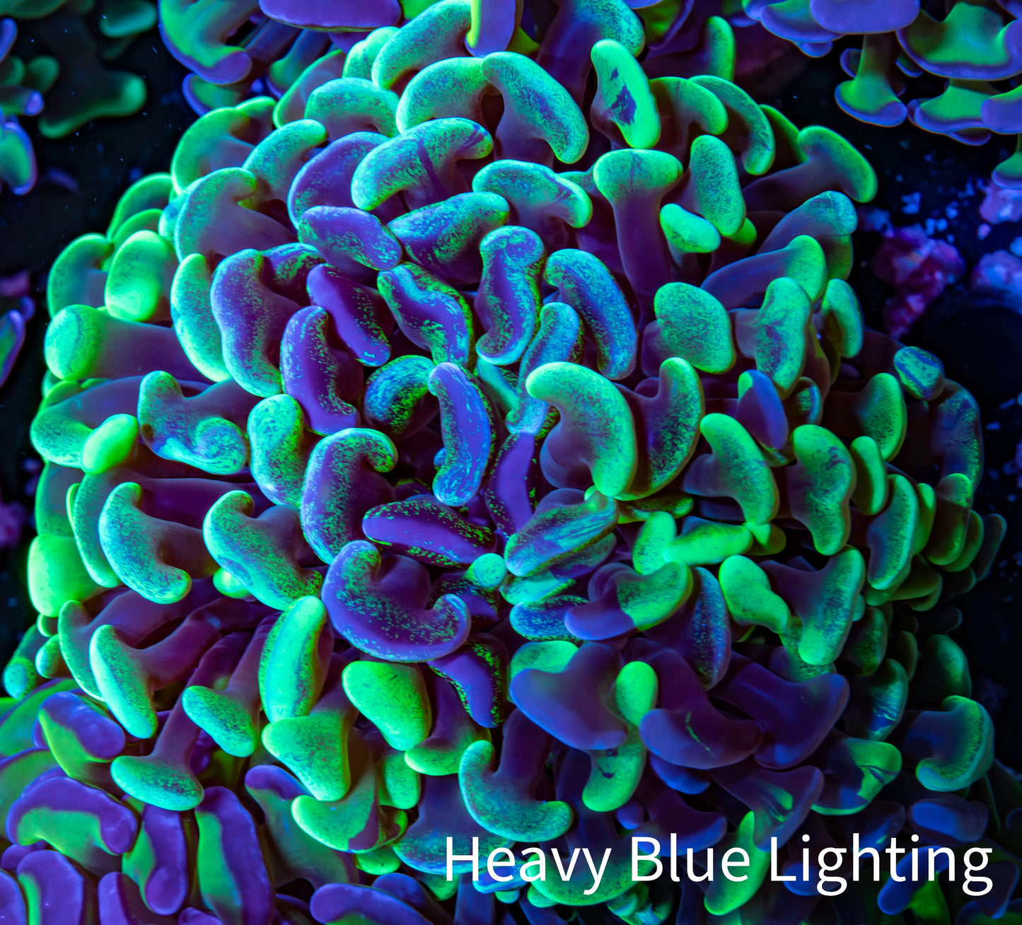 Ultra Hammer Coral - WYSIWYG 9cm B2R6B1 Ultra Hammer Coral - WYSIWYG 9cm B2R6B1 Aquarium Decor Ultra Hammer Coral - WYSIWYG 9cm B2R6B1 Zeo Box Reef