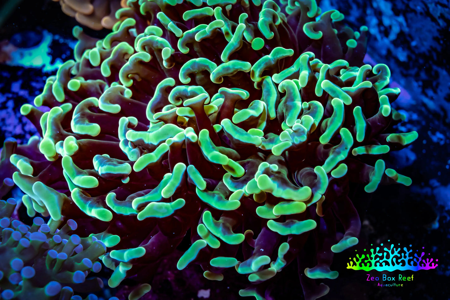 Ultra Hammer Coral - WYSIWYG 9cm B3R56B1 Ultra Hammer Coral - WYSIWYG 9cm B3R56B1 Aquarium Decor Ultra Hammer Coral - WYSIWYG 9cm B3R56B1 Zeo Box Reef