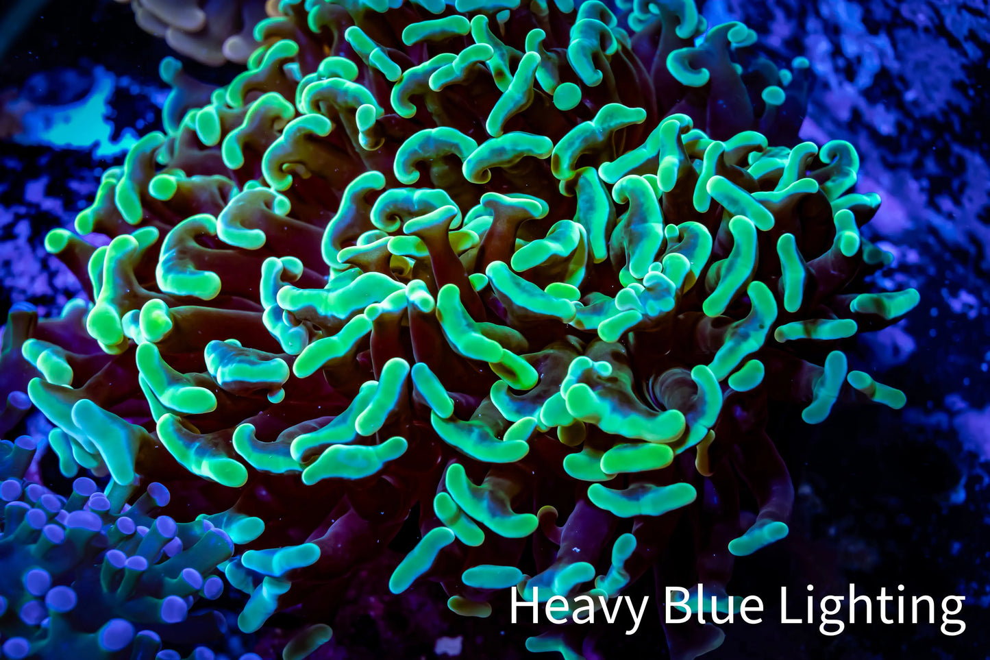 Ultra Hammer Coral - WYSIWYG 9cm B3R56B1 Ultra Hammer Coral - WYSIWYG 9cm B3R56B1 Aquarium Decor Ultra Hammer Coral - WYSIWYG 9cm B3R56B1 Zeo Box Reef