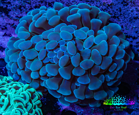 Ultra Hammer Coral -  WYSIWYG 9cm B6R6B1 Ultra Hammer Coral -  WYSIWYG 9cm B6R6B1 Aquarium Decor Ultra Hammer Coral -  WYSIWYG 9cm B6R6B1 Zeo Box Reef