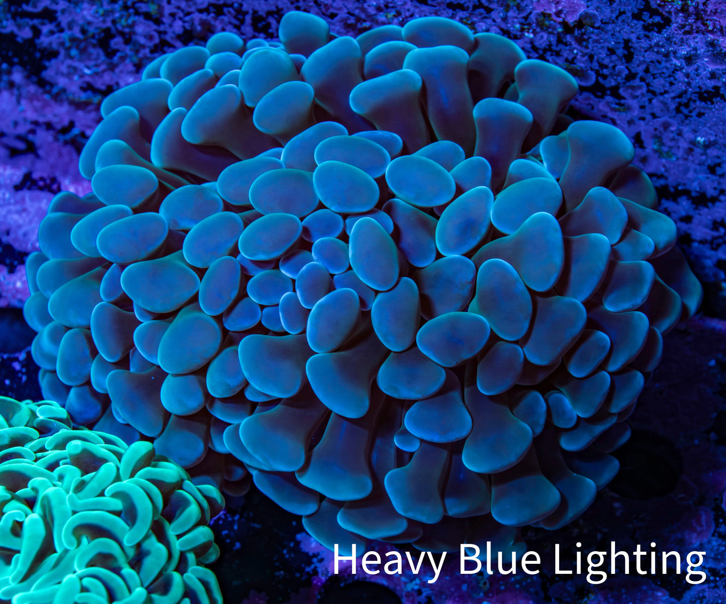 Ultra Hammer Coral - WYSIWYG 9cm B6R6B1 Ultra Hammer Coral - WYSIWYG 9cm B6R6B1 Aquarium Decor Ultra Hammer Coral - WYSIWYG 9cm B6R6B1 Zeo Box Reef
