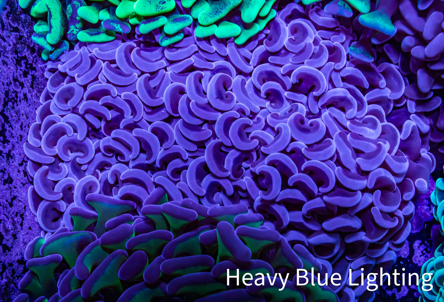 Ultra Hammer Coral - WYSIWYG 9cm F4R5B1 Ultra Hammer Coral - WYSIWYG 9cm F4R5B1 Aquarium Decor Ultra Hammer Coral - WYSIWYG 9cm F4R5B1 Zeo Box Reef