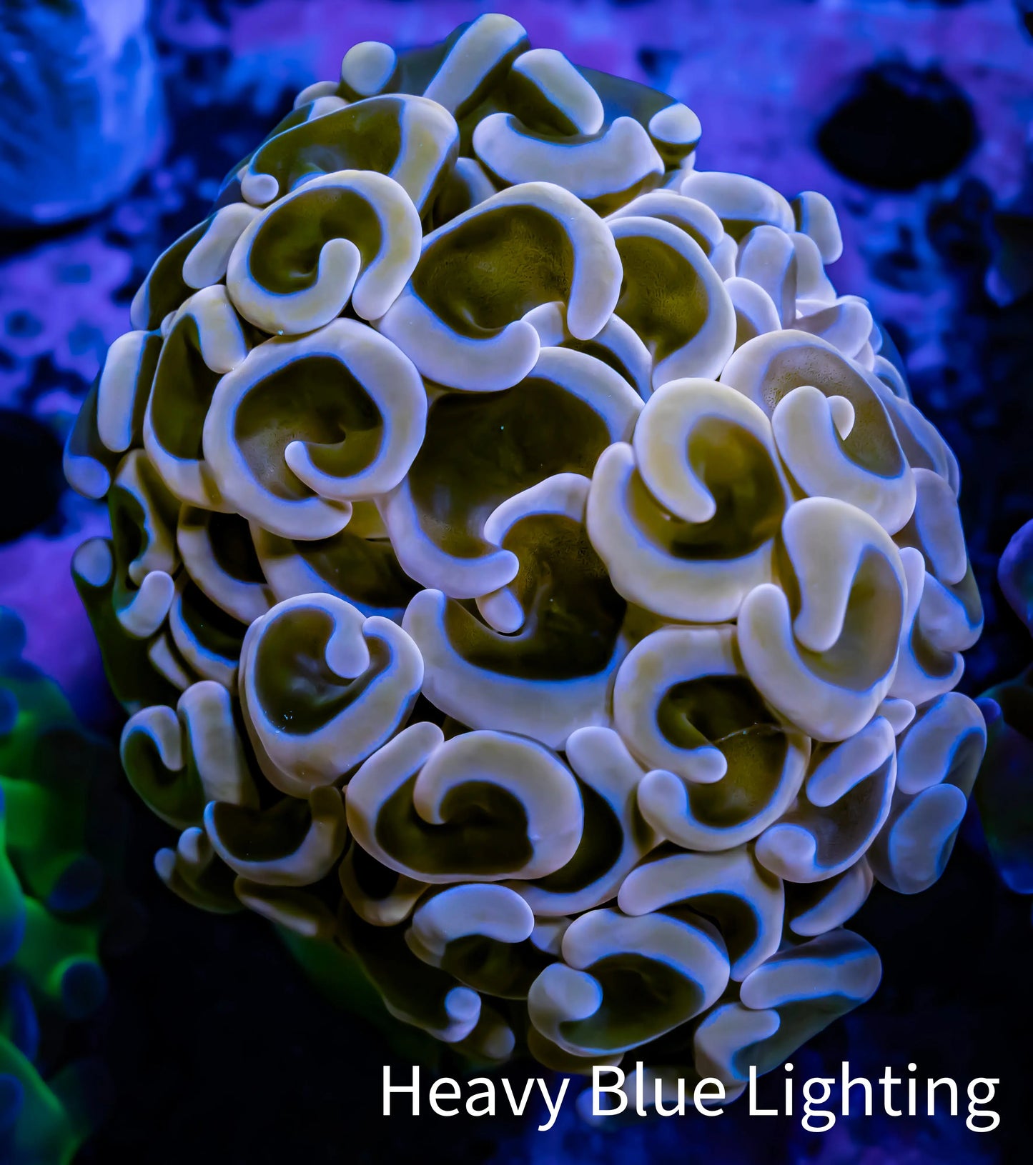 Ultra Hammer Coral - WYSIWYG Frag 4cm A2R6B1 Ultra Hammer Coral - WYSIWYG Frag 4cm A2R6B1 Aquarium Decor Ultra Hammer Coral - WYSIWYG Frag 4cm A2R6B1 Zeo Box Reef