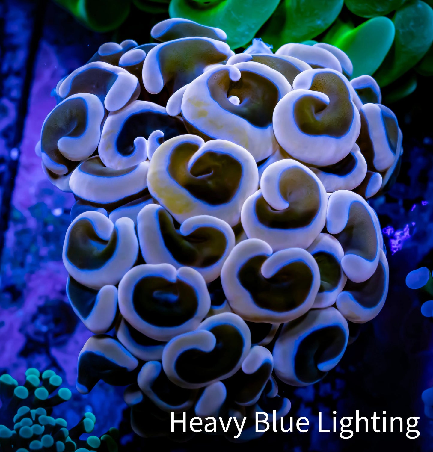 Ultra Hammer Coral - WYSIWYG Frag 4cm C1R5B1 Ultra Hammer Coral - WYSIWYG Frag 4cm C1R5B1 Aquarium Decor Ultra Hammer Coral - WYSIWYG Frag 4cm C1R5B1 Zeo Box Reef