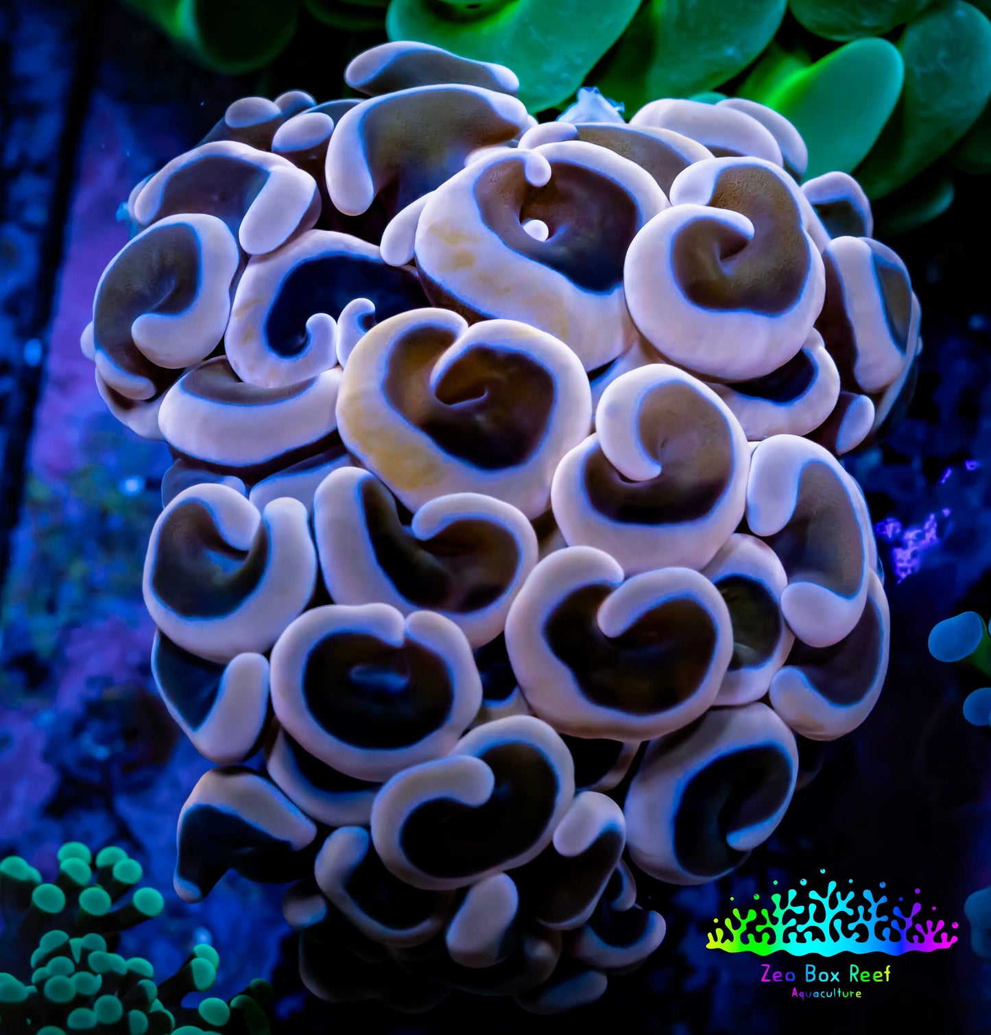 Ultra Hammer Coral - WYSIWYG Frag 4cm C1R5B1 Ultra Hammer Coral - WYSIWYG Frag 4cm C1R5B1 Aquarium Decor Ultra Hammer Coral - WYSIWYG Frag 4cm C1R5B1 Zeo Box Reef