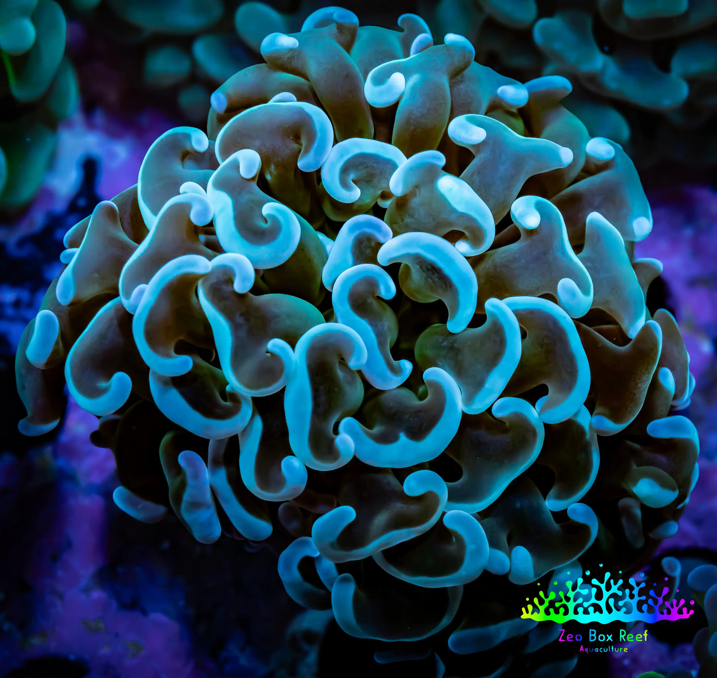 Ultra Hammer Coral - WYSIWYG Frag 4cm C2R5B1 Ultra Hammer Coral - WYSIWYG Frag 4cm C2R5B1 Aquarium Decor Ultra Hammer Coral - WYSIWYG Frag 4cm C2R5B1 Zeo Box Reef
