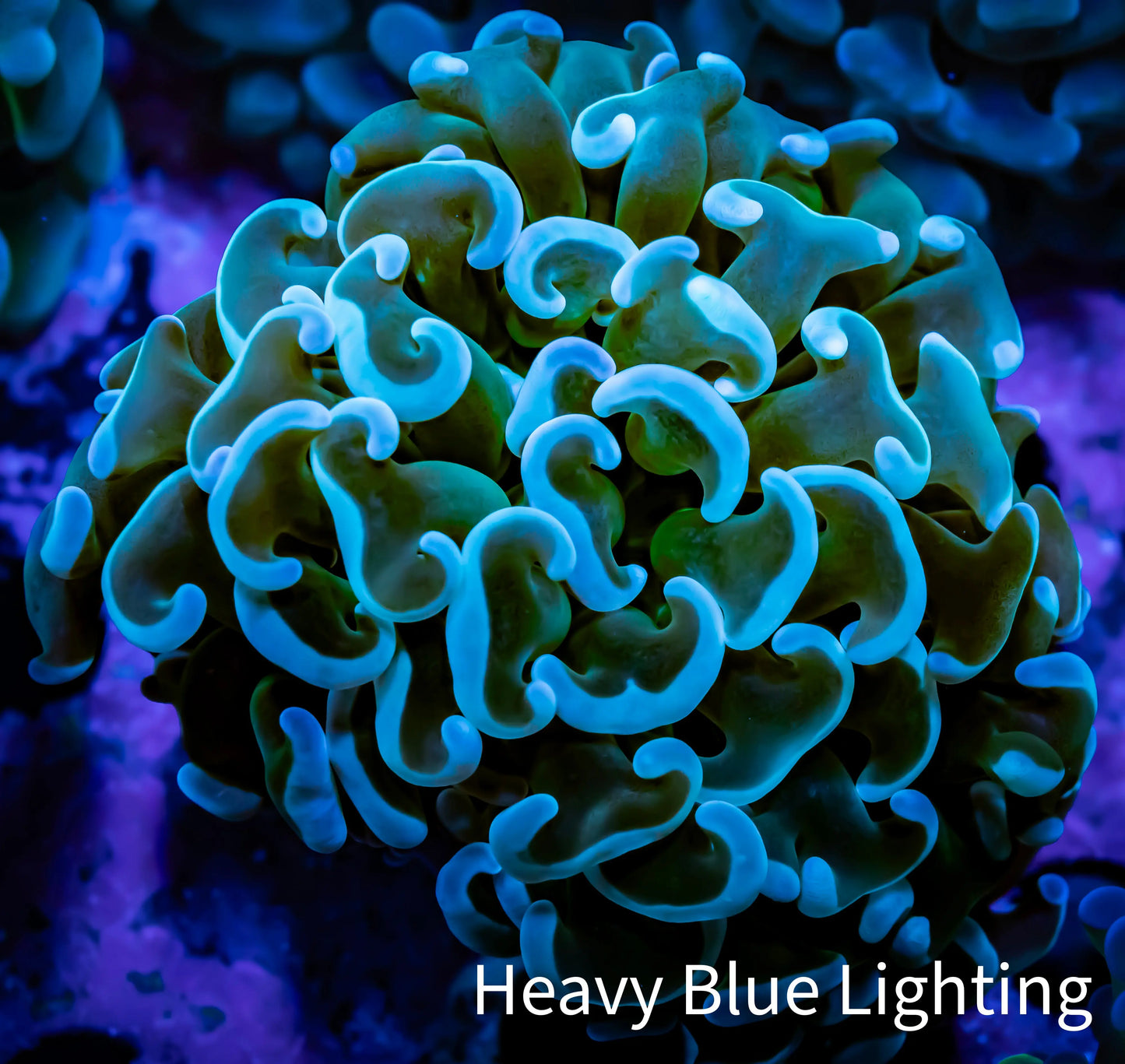 Ultra Hammer Coral - WYSIWYG Frag 4cm C2R5B1 Ultra Hammer Coral - WYSIWYG Frag 4cm C2R5B1 Aquarium Decor Ultra Hammer Coral - WYSIWYG Frag 4cm C2R5B1 Zeo Box Reef