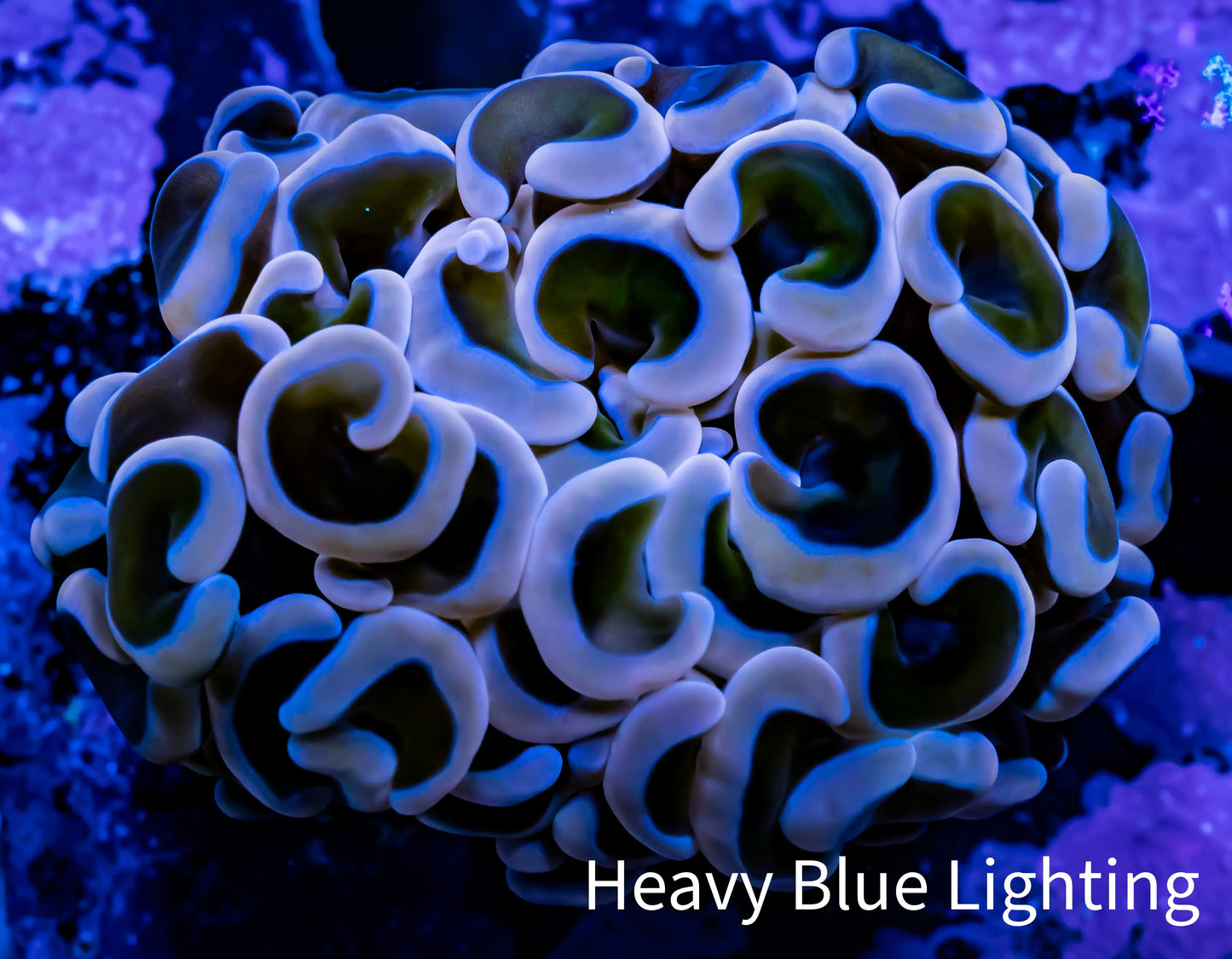 Ultra Hammer Coral - WYSIWYG Frag 4cm D1R5B1 Ultra Hammer Coral - WYSIWYG Frag 4cm D1R5B1 Aquarium Decor Ultra Hammer Coral - WYSIWYG Frag 4cm D1R5B1 Zeo Box Reef
