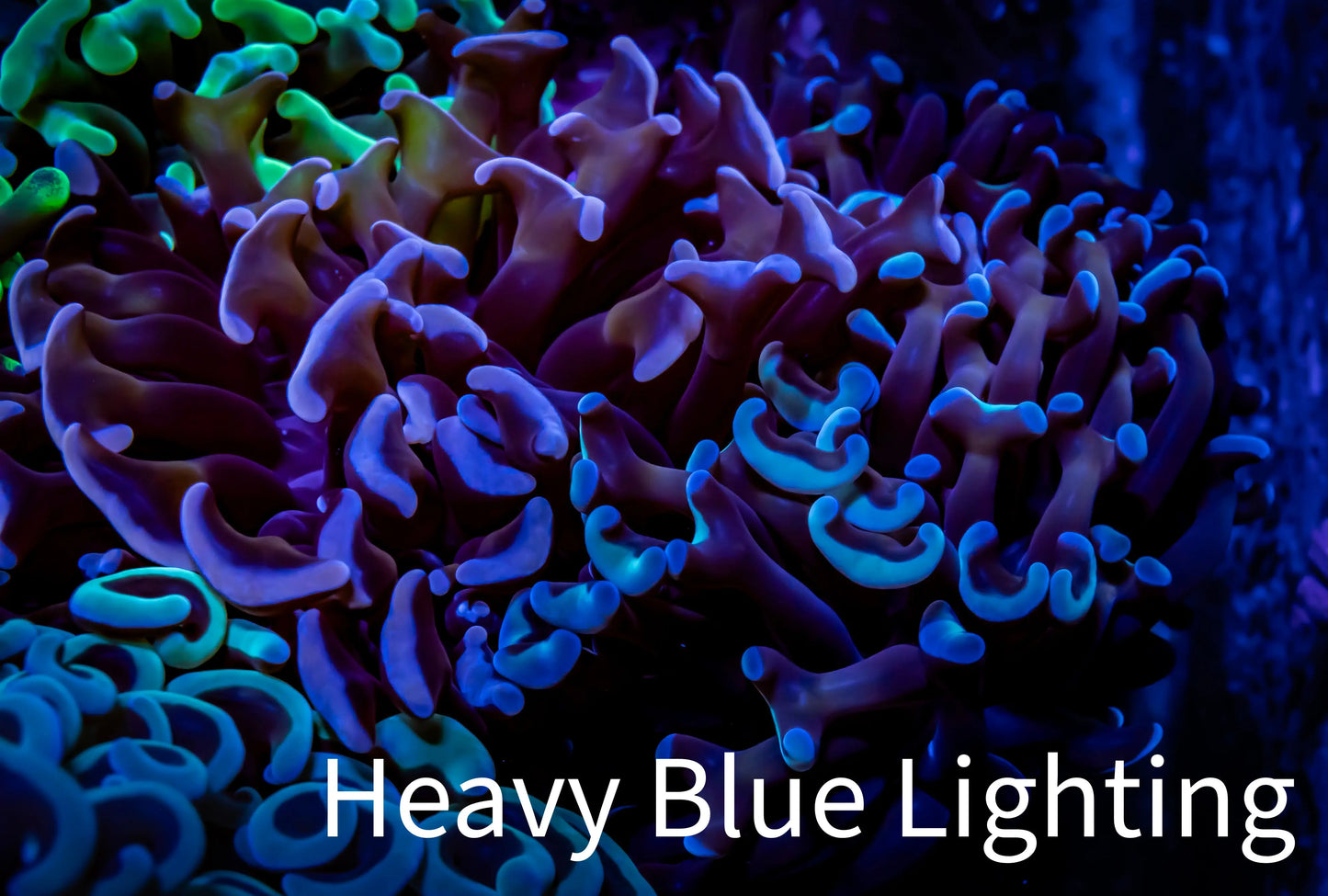 Ultra Hammer Coral - WYSIWYG Frag 4cm E1R6B1 Ultra Hammer Coral - WYSIWYG Frag 4cm E1R6B1 Aquarium Decor Ultra Hammer Coral - WYSIWYG Frag 4cm E1R6B1 Zeo Box Reef