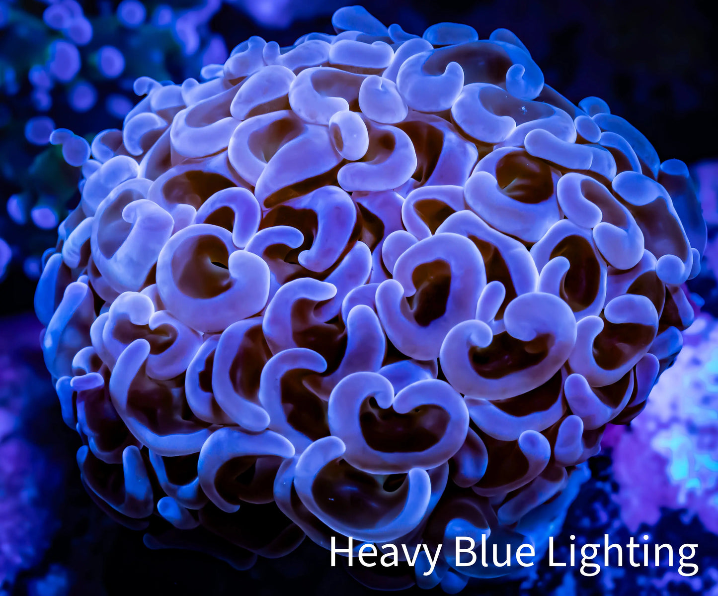 Ultra Hammer Coral - WYSIWYG Frag 4cm E1R6B1 Ultra Hammer Coral - WYSIWYG Frag 4cm E1R6B1 Aquarium Decor Ultra Hammer Coral - WYSIWYG Frag 4cm E1R6B1 Zeo Box Reef