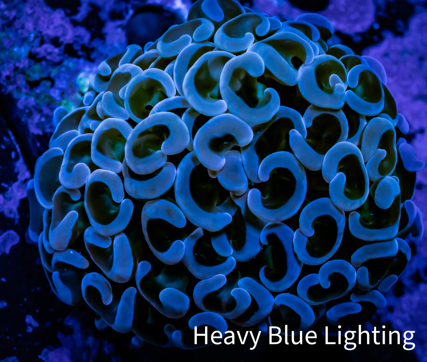 Ultra Hammer Coral - WYSIWYG Frag 4cm F1R6B1 (Copy) Ultra Hammer Coral - WYSIWYG Frag 4cm F1R6B1 (Copy) Aquarium Decor Ultra Hammer Coral - WYSIWYG Frag 4cm F1R6B1 (Copy) Zeo Box Reef