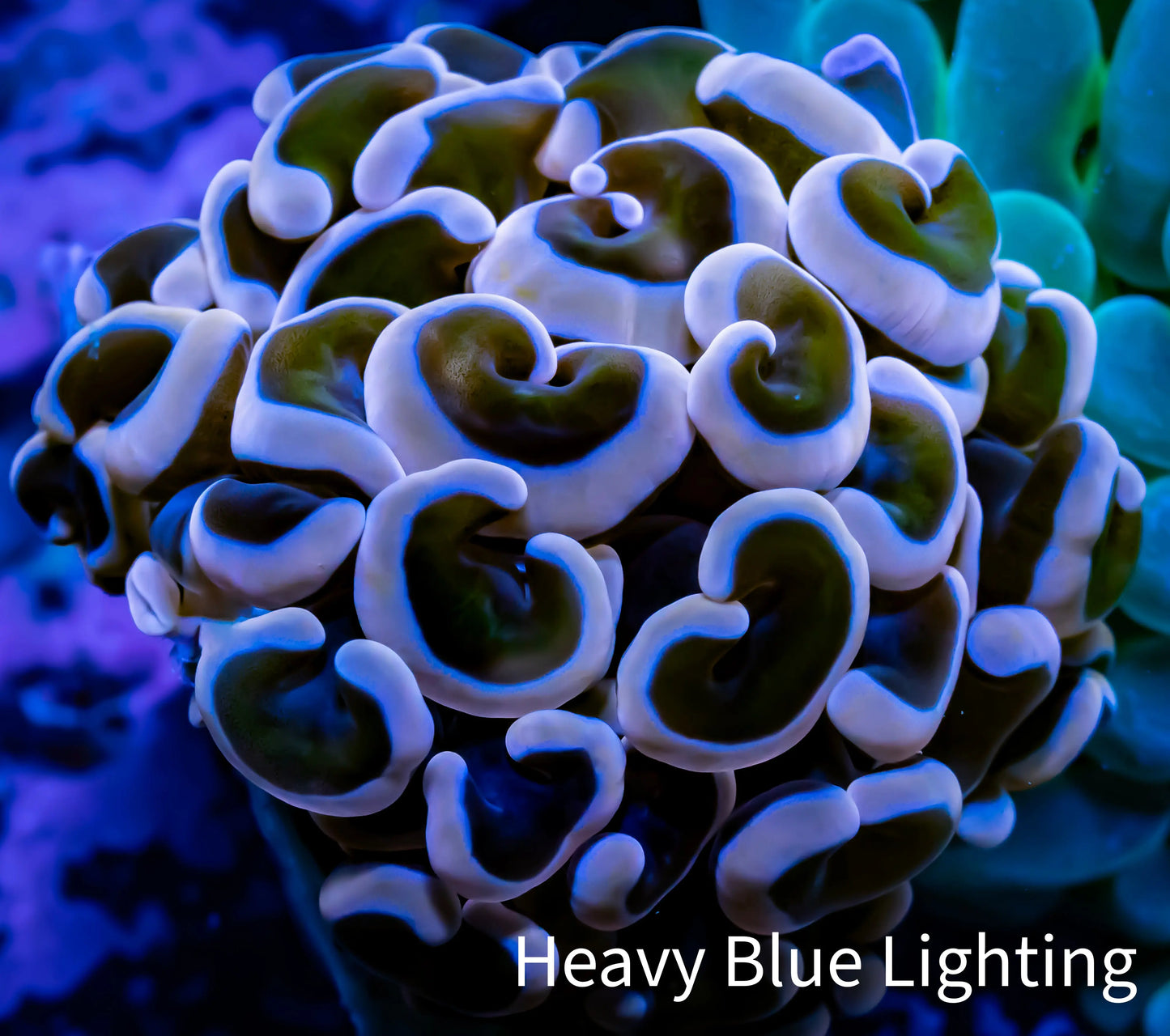 Ultra Hammer Coral - WYSIWYG Frag 4cm c!R5B1 Ultra Hammer Coral - WYSIWYG Frag 4cm c!R5B1 Aquarium Decor Ultra Hammer Coral - WYSIWYG Frag 4cm c!R5B1 Zeo Box Reef