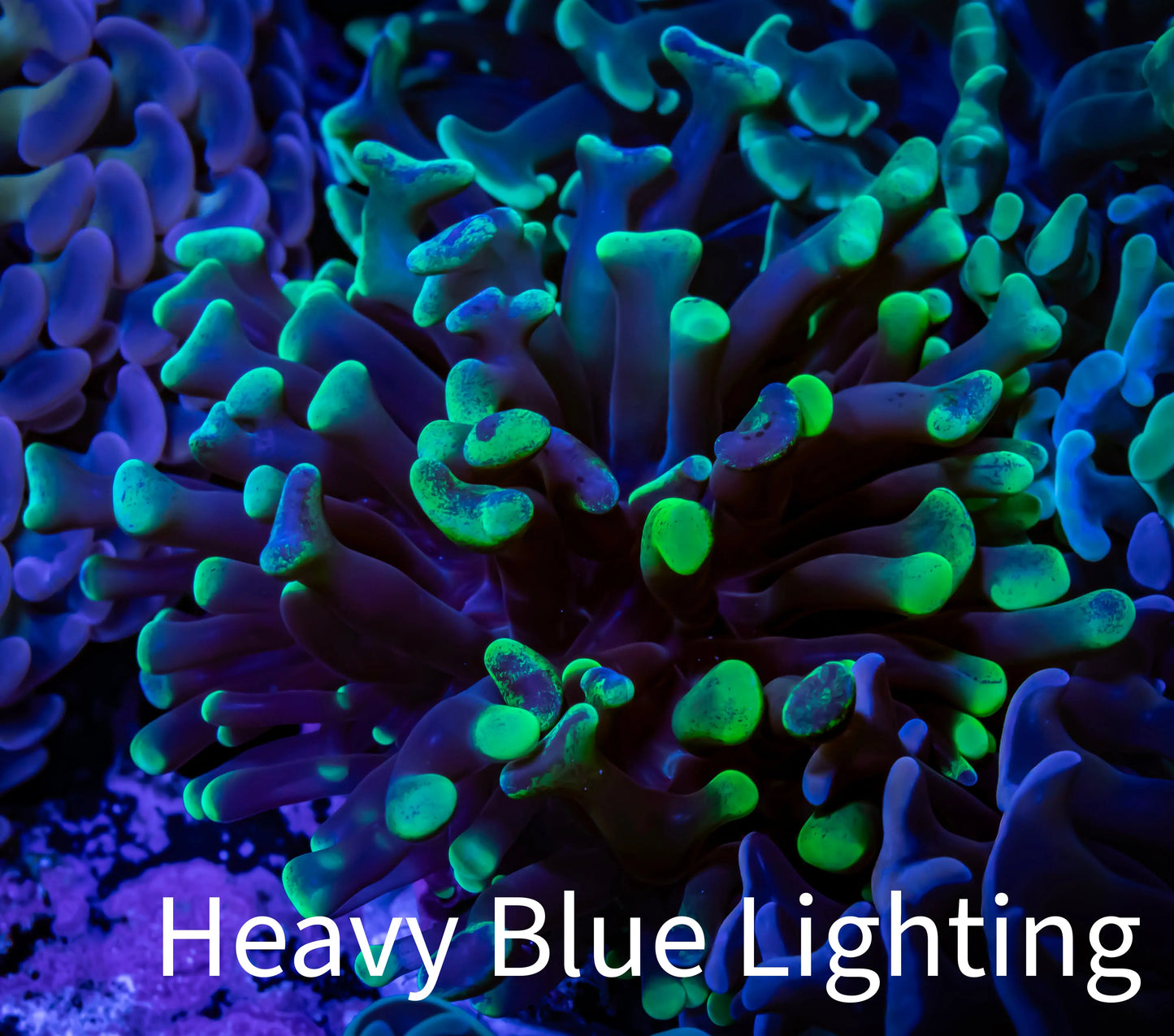 Ultra Hammer Coral - WYSIWYG Frag D1R6B1 Ultra Hammer Coral - WYSIWYG Frag D1R6B1 Aquarium Decor Ultra Hammer Coral - WYSIWYG Frag D1R6B1 Zeo Box Reef