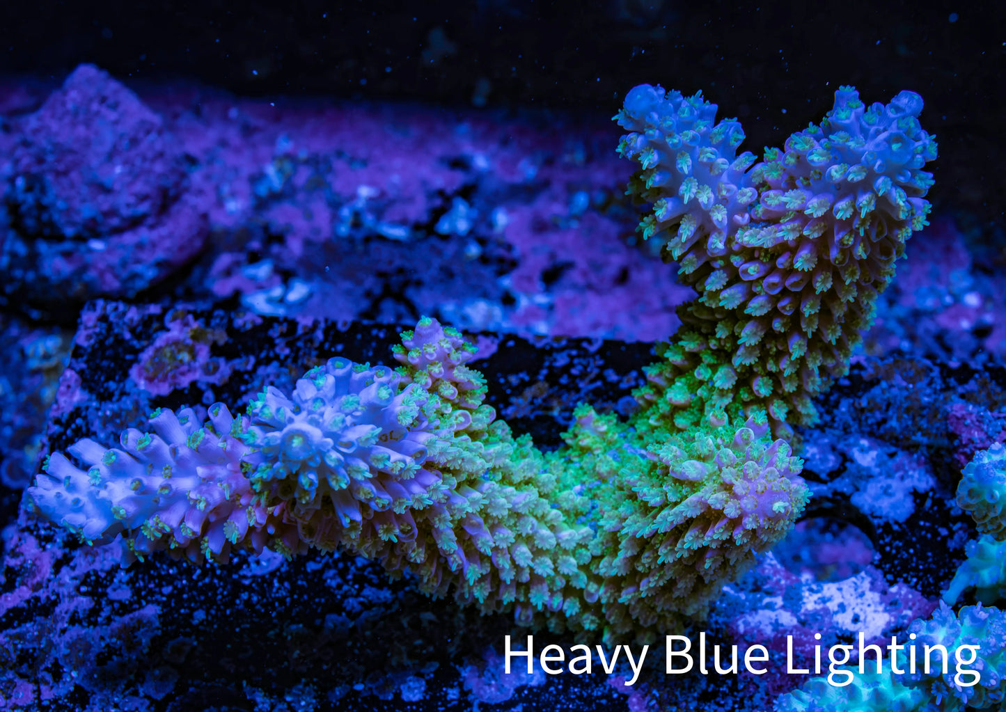Ultra Hardline Acropora WYSIWYG Robusta A1R2B1 Ultra Hardline Acropora WYSIWYG Robusta A1R2B1 SPS Ultra Hardline Acropora WYSIWYG Robusta A1R2B1 Zeo Box Reef