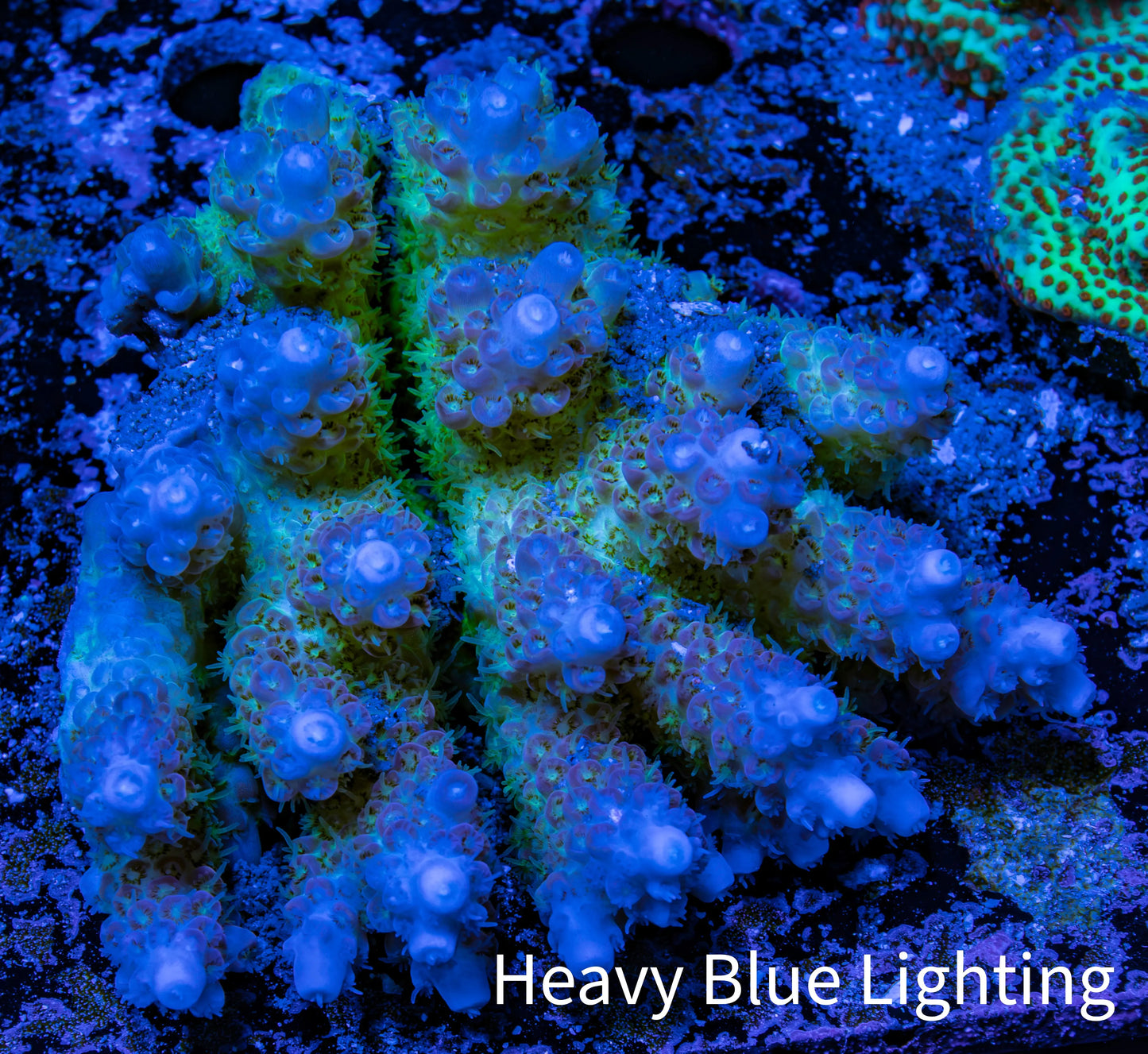 Ultra Hardline Reefs Acropora WYSIWYG A1R4B1 8cm Ultra Hardline Reefs Acropora WYSIWYG A1R4B1 8cm SPS Ultra Hardline Reefs Acropora WYSIWYG A1R4B1 8cm Zeo Box Reef