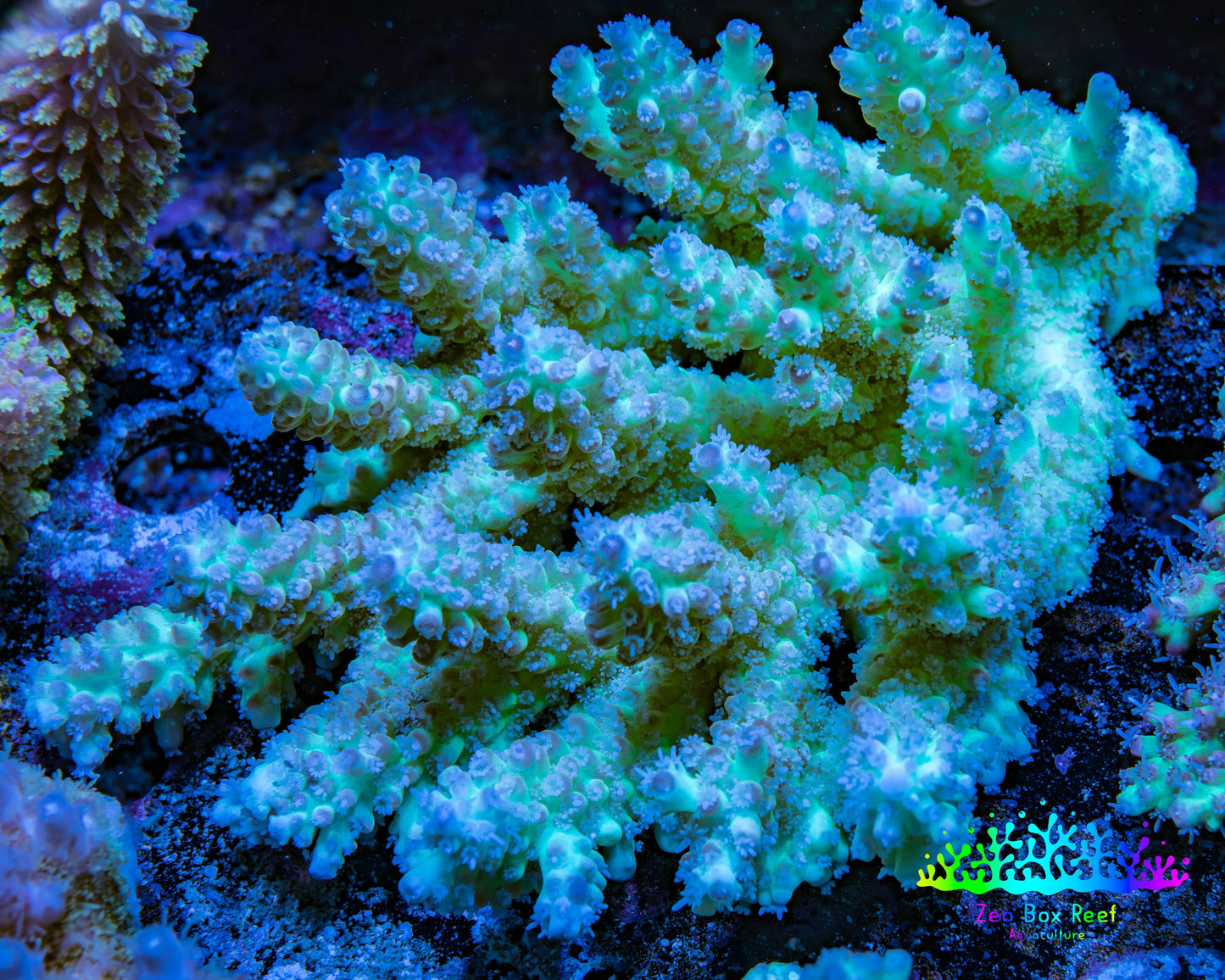 Ultra Hardline Reefs Acropora WYSIWYG A2R2B1 11cm Ultra Hardline Reefs Acropora WYSIWYG A2R2B1 11cm SPS Ultra Hardline Reefs Acropora WYSIWYG A2R2B1 11cm Zeo Box Reef