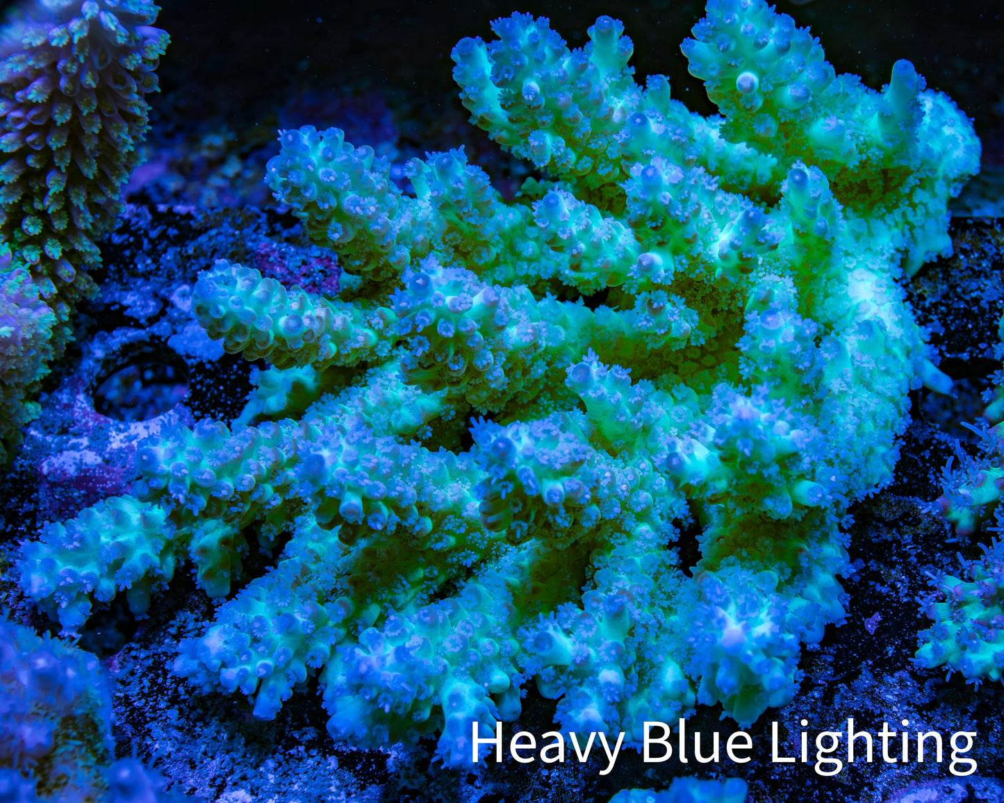 Ultra Hardline Reefs Acropora WYSIWYG A2R2B1 11cm Ultra Hardline Reefs Acropora WYSIWYG A2R2B1 11cm SPS Ultra Hardline Reefs Acropora WYSIWYG A2R2B1 11cm Zeo Box Reef