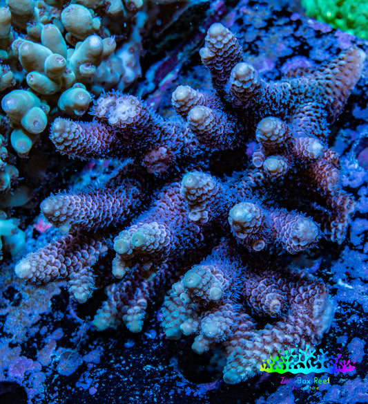 Ultra Hardline Reefs Acropora WYSIWYG A2R5B1 8cm Ultra Hardline Reefs Acropora WYSIWYG A2R5B1 8cm SPS Ultra Hardline Reefs Acropora WYSIWYG A2R5B1 8cm Zeo Box Reef