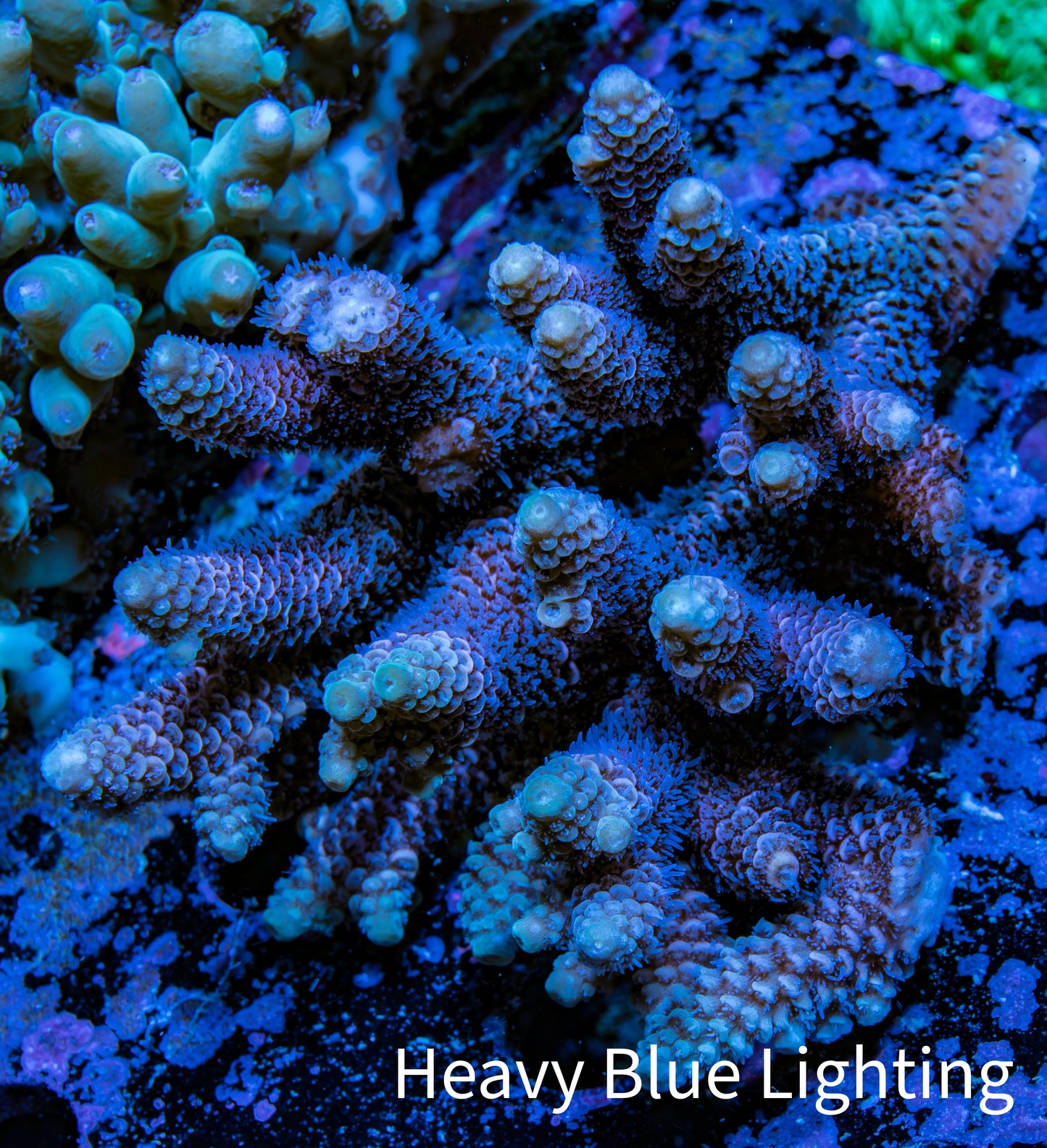 Ultra Hardline Reefs Acropora WYSIWYG A2R5B1 8cm Ultra Hardline Reefs Acropora WYSIWYG A2R5B1 8cm SPS Ultra Hardline Reefs Acropora WYSIWYG A2R5B1 8cm Zeo Box Reef