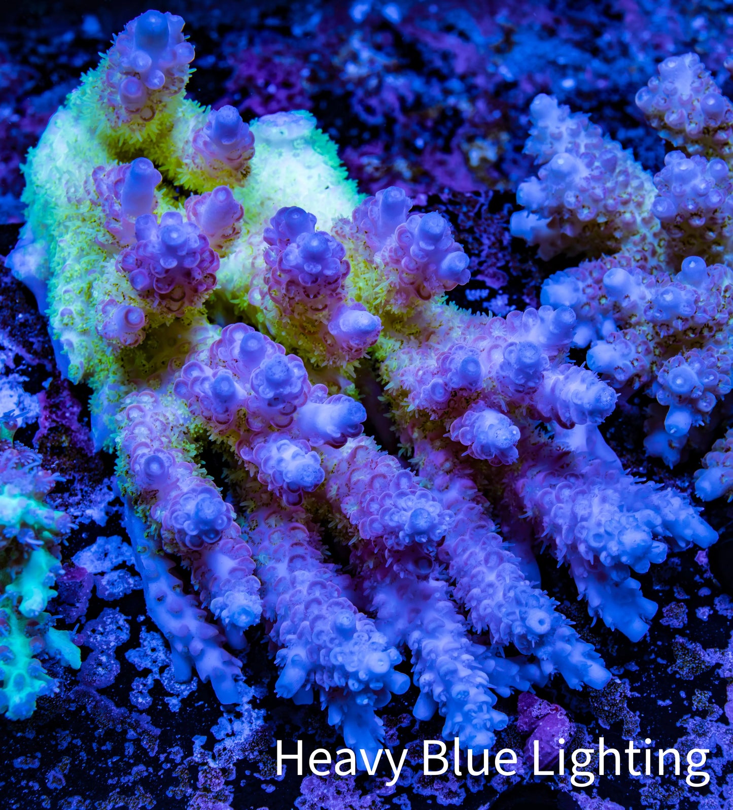Ultra Hardline Reefs Acropora WYSIWYG A4R2B1 11cm Ultra Hardline Reefs Acropora WYSIWYG A4R2B1 11cm SPS Ultra Hardline Reefs Acropora WYSIWYG A4R2B1 11cm Zeo Box Reef