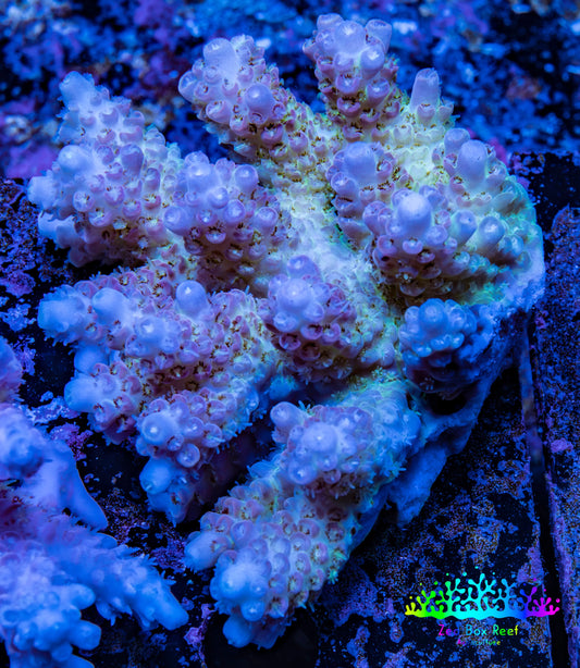 Ultra Hardline Reefs Acropora WYSIWYG A5R2B1 8cm Ultra Hardline Reefs Acropora WYSIWYG A5R2B1 8cm SPS Ultra Hardline Reefs Acropora WYSIWYG A5R2B1 8cm Zeo Box Reef