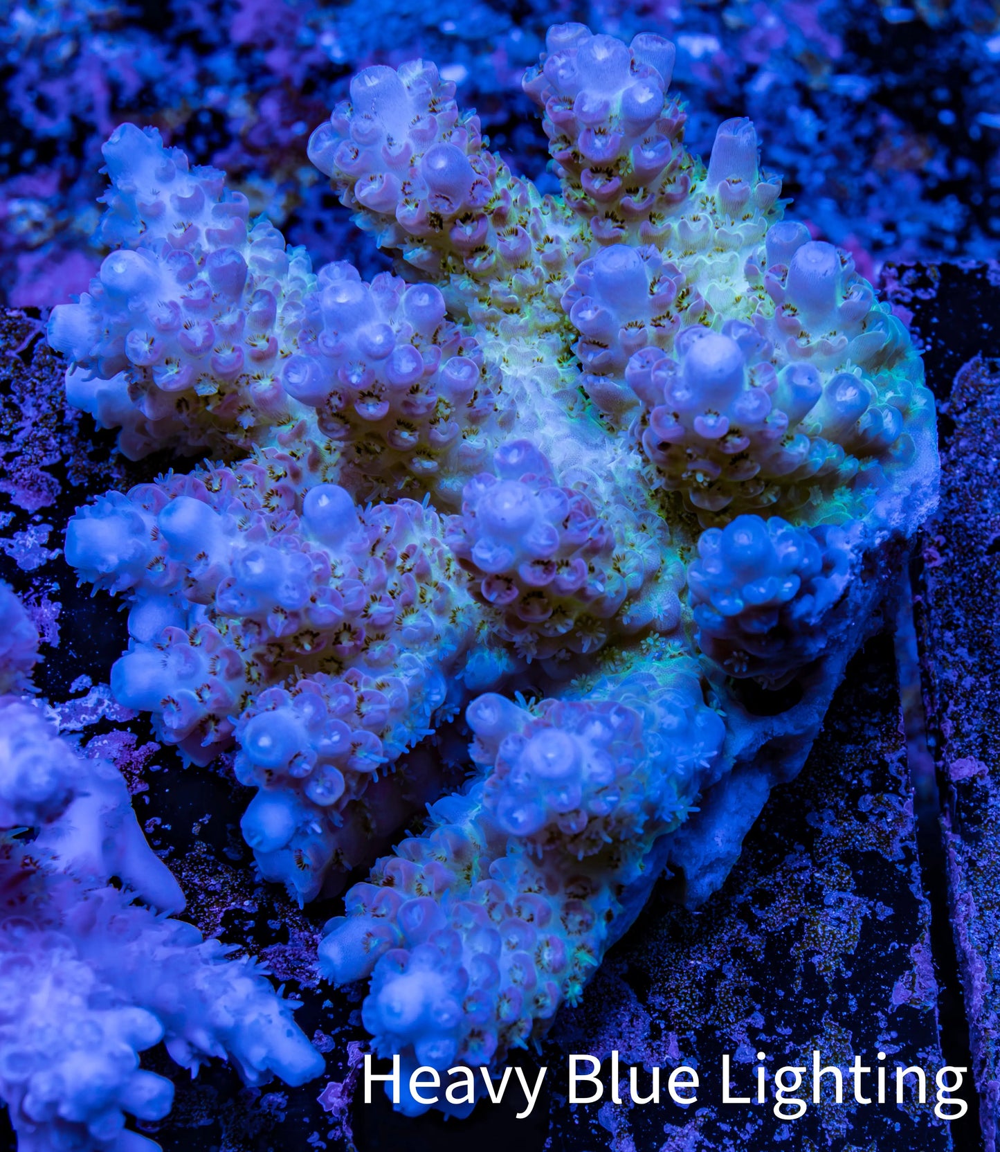 Ultra Hardline Reefs Acropora WYSIWYG A5R2B1 8cm Ultra Hardline Reefs Acropora WYSIWYG A5R2B1 8cm SPS Ultra Hardline Reefs Acropora WYSIWYG A5R2B1 8cm Zeo Box Reef