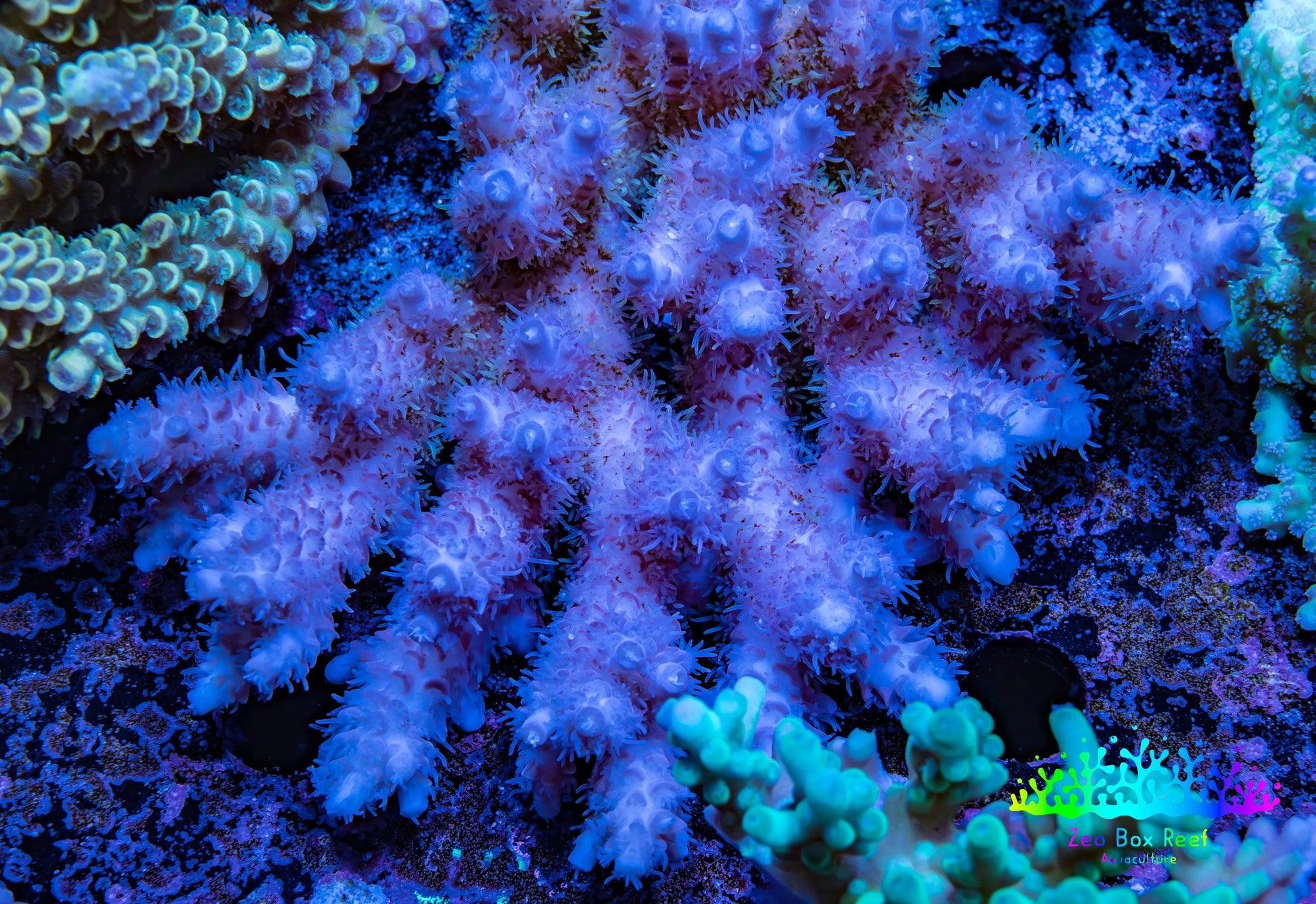 Ultra Hardline Reefs Acropora WYSIWYG B2R2B1 11cm Ultra Hardline Reefs Acropora WYSIWYG B2R2B1 11cm SPS Ultra Hardline Reefs Acropora WYSIWYG B2R2B1 11cm Zeo Box Reef