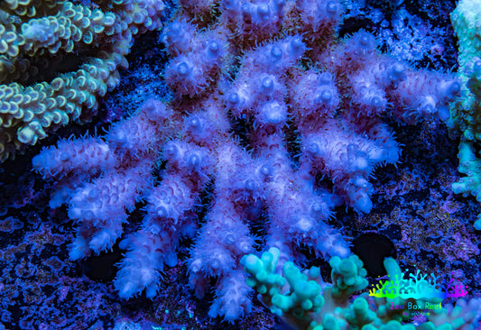 Ultra Hardline Reefs Acropora WYSIWYG B2R2B1 11cm Ultra Hardline Reefs Acropora WYSIWYG B2R2B1 11cm SPS Ultra Hardline Reefs Acropora WYSIWYG B2R2B1 11cm Zeo Box Reef