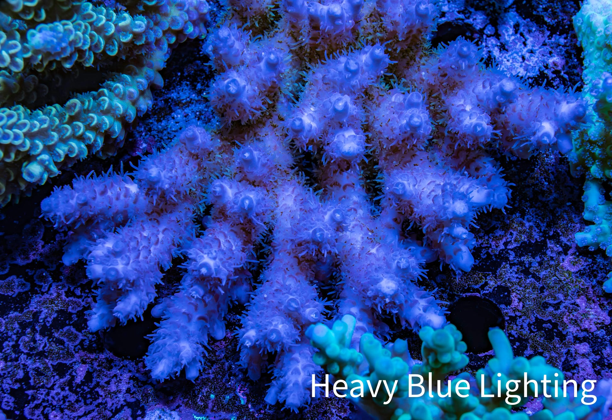 Ultra Hardline Reefs Acropora WYSIWYG B2R2B1 11cm Ultra Hardline Reefs Acropora WYSIWYG B2R2B1 11cm SPS Ultra Hardline Reefs Acropora WYSIWYG B2R2B1 11cm Zeo Box Reef