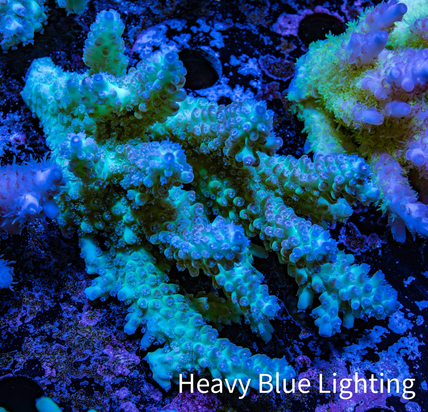 Ultra Hardline Reefs Acropora WYSIWYG B3R2B1 10cm Ultra Hardline Reefs Acropora WYSIWYG B3R2B1 10cm SPS Ultra Hardline Reefs Acropora WYSIWYG B3R2B1 10cm Zeo Box Reef