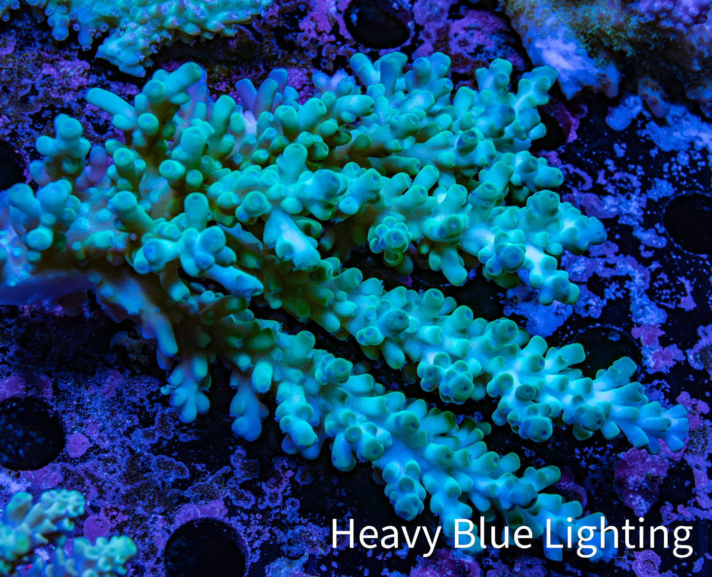 Ultra Hardline Reefs Acropora WYSIWYG C2R2B1 10cm Ultra Hardline Reefs Acropora WYSIWYG C2R2B1 10cm SPS Ultra Hardline Reefs Acropora WYSIWYG C2R2B1 10cm Zeo Box Reef