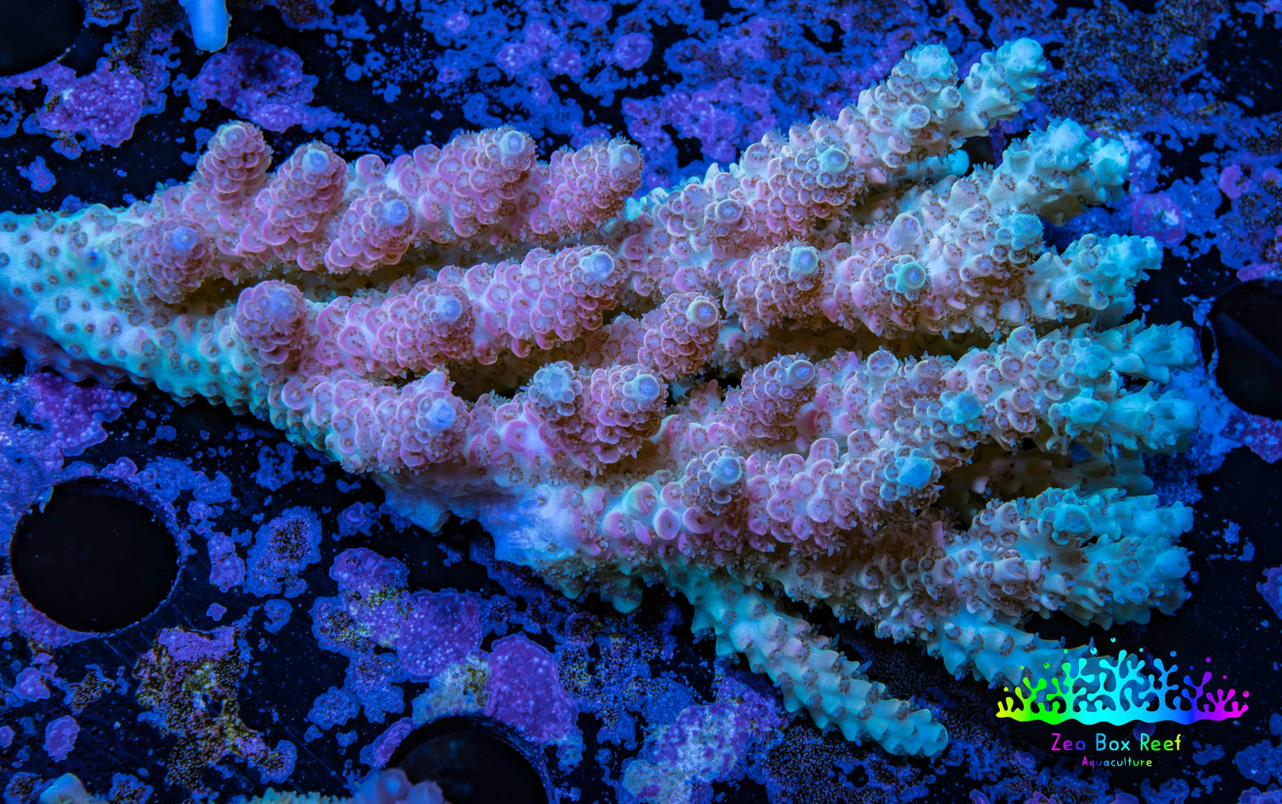 Ultra Hardline Reefs Acropora WYSIWYG C3R2B1 8cm Ultra Hardline Reefs Acropora WYSIWYG C3R2B1 8cm SPS Ultra Hardline Reefs Acropora WYSIWYG C3R2B1 8cm Zeo Box Reef