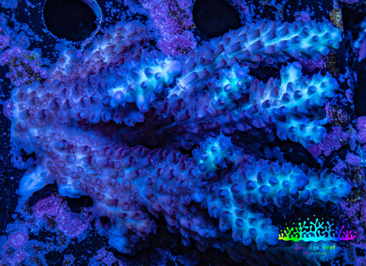 Ultra Hardline Reefs Acropora WYSIWYG D1R2B1 8cm Ultra Hardline Reefs Acropora WYSIWYG D1R2B1 8cm SPS Ultra Hardline Reefs Acropora WYSIWYG D1R2B1 8cm Zeo Box Reef