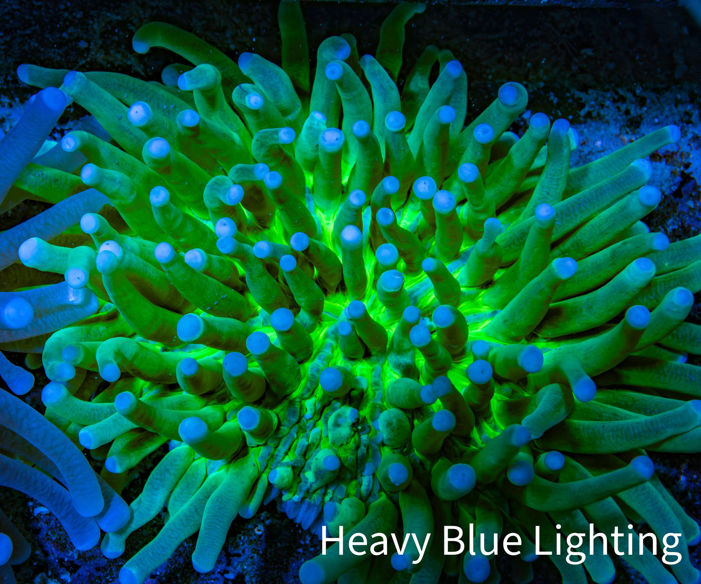 Ultra Heliofungia Coral 11cm WYSIWYG Ultra Heliofungia Coral 11cm WYSIWYG LPS Ultra Heliofungia Coral 11cm WYSIWYG Zeo Box Reef