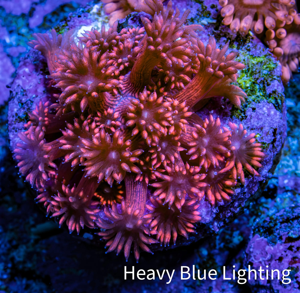 Ultra Inferno Goniopora Coral Frag, WYSIWYG Ultra Inferno Goniopora Coral Frag, WYSIWYG Animals & Pet Supplies Ultra Inferno Goniopora Coral Frag, WYSIWYG Zeo Box Reef