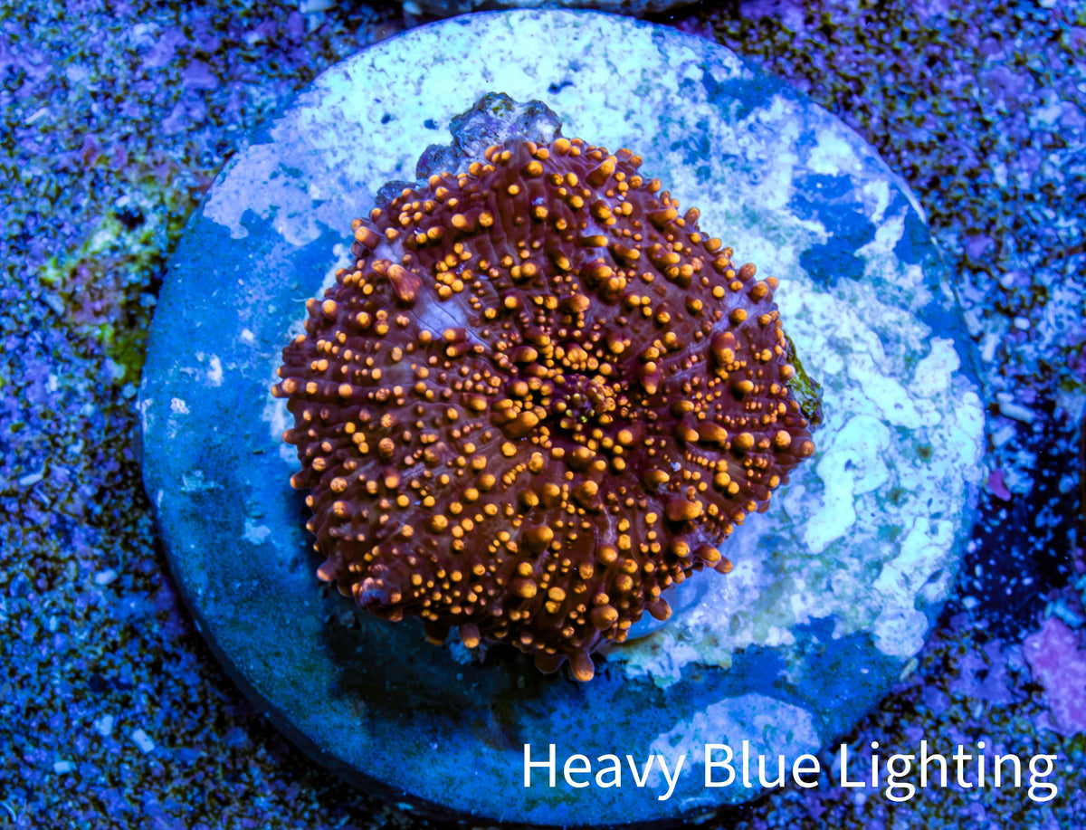Ultra Interstellar Corallimorph Coral 1.5cm WYSIWYG C1R2B2 Ultra Interstellar Corallimorph Coral 1.5cm WYSIWYG C1R2B2 Animals & Pet Supplies Ultra Interstellar Corallimorph Coral 1.5cm WYSIWYG C1R2B2 Zeo Box Reef