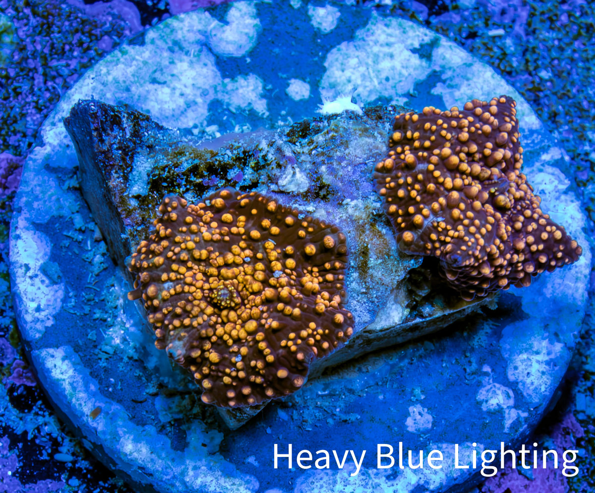 Ultra Interstellar Corallimorph Coral 2 x 1cm WYSIWYG A1R1B2 Ultra Interstellar Corallimorph Coral 2 x 1cm WYSIWYG A1R1B2 Animals & Pet Supplies Ultra Interstellar Corallimorph Coral 2 x 1cm WYSIWYG A1R1B2 Zeo Box Reef