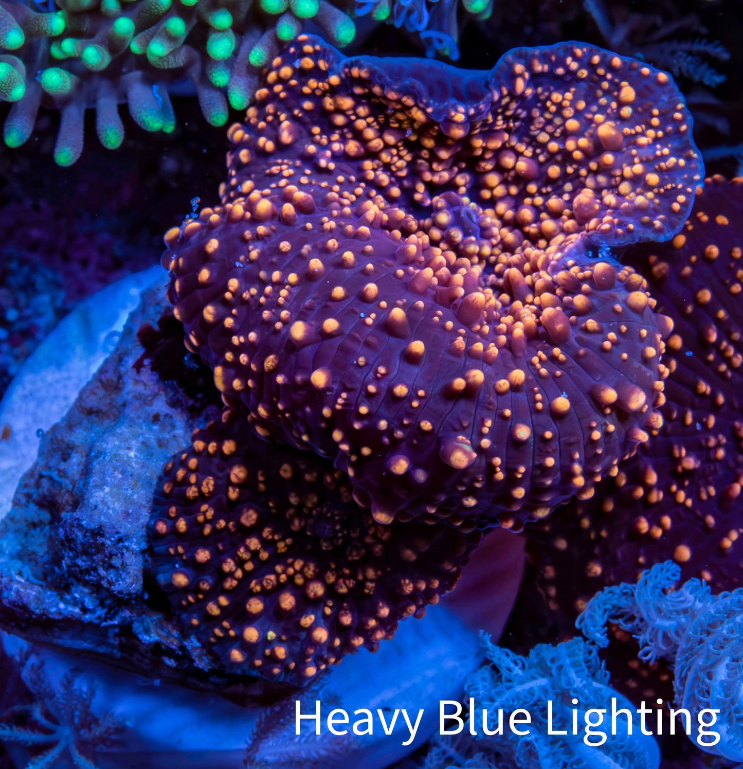 Ultra Interstellar Corallimorph Coral 3cm WYSIWYG B3R1B2 2 Polyps Ultra Interstellar Corallimorph Coral 3cm WYSIWYG B3R1B2 2 Polyps Animals & Pet Supplies Ultra Interstellar Corallimorph Coral 3cm WYSIWYG B3R1B2 2 Polyps Zeo Box Reef